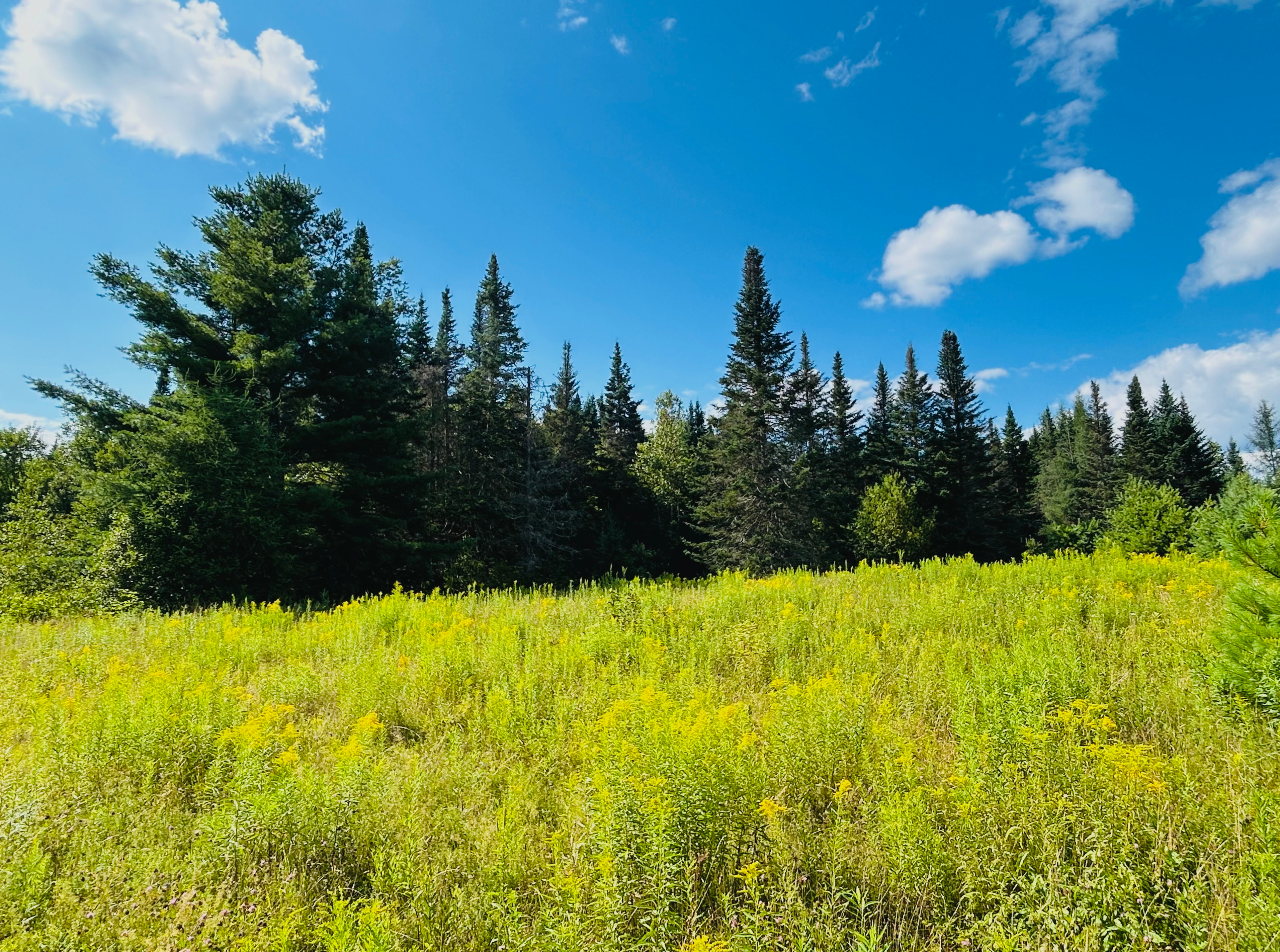 Wandering Pines Camping