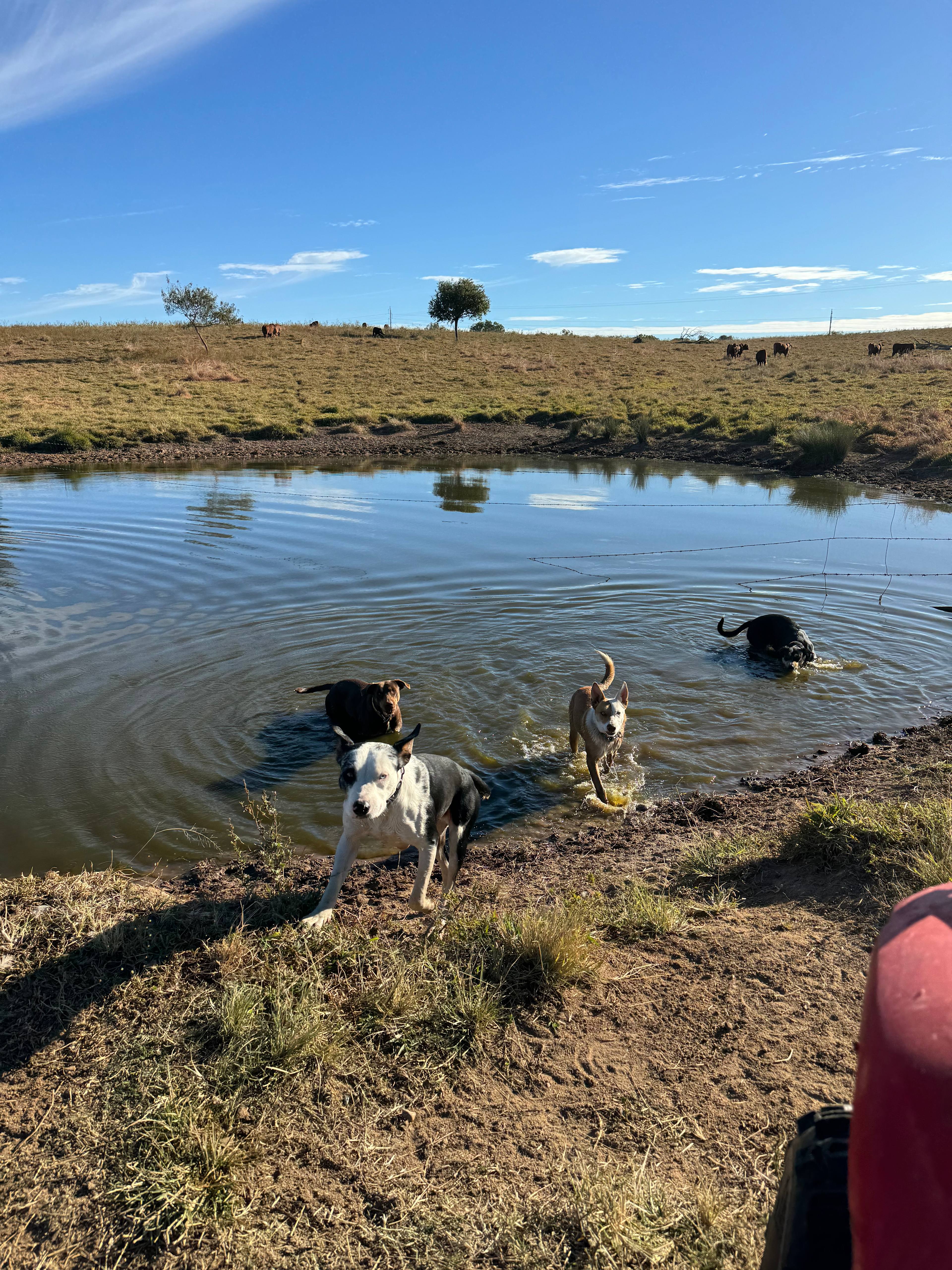 Burnett River Homestead