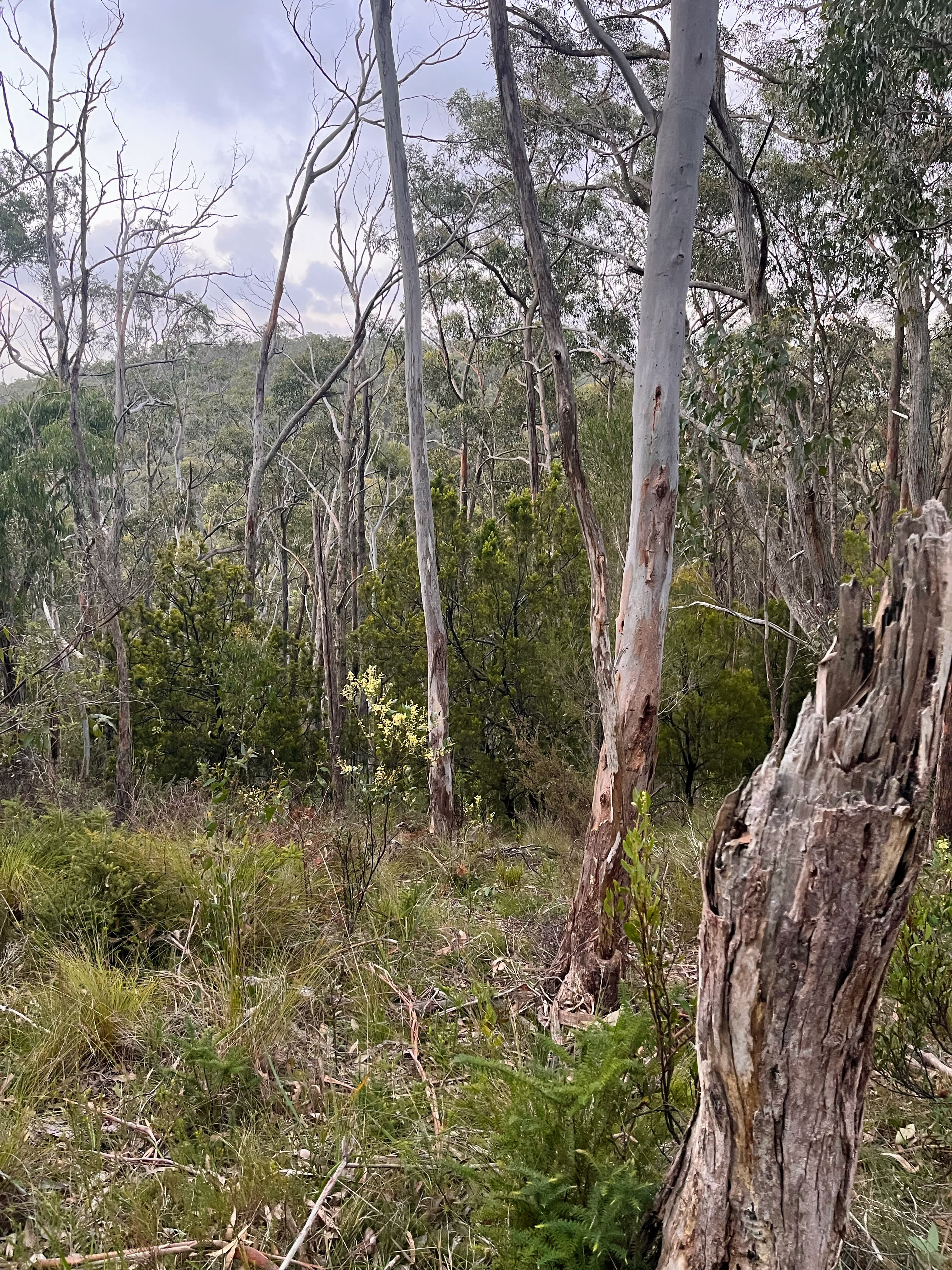 Gum Valley Eco Glampers