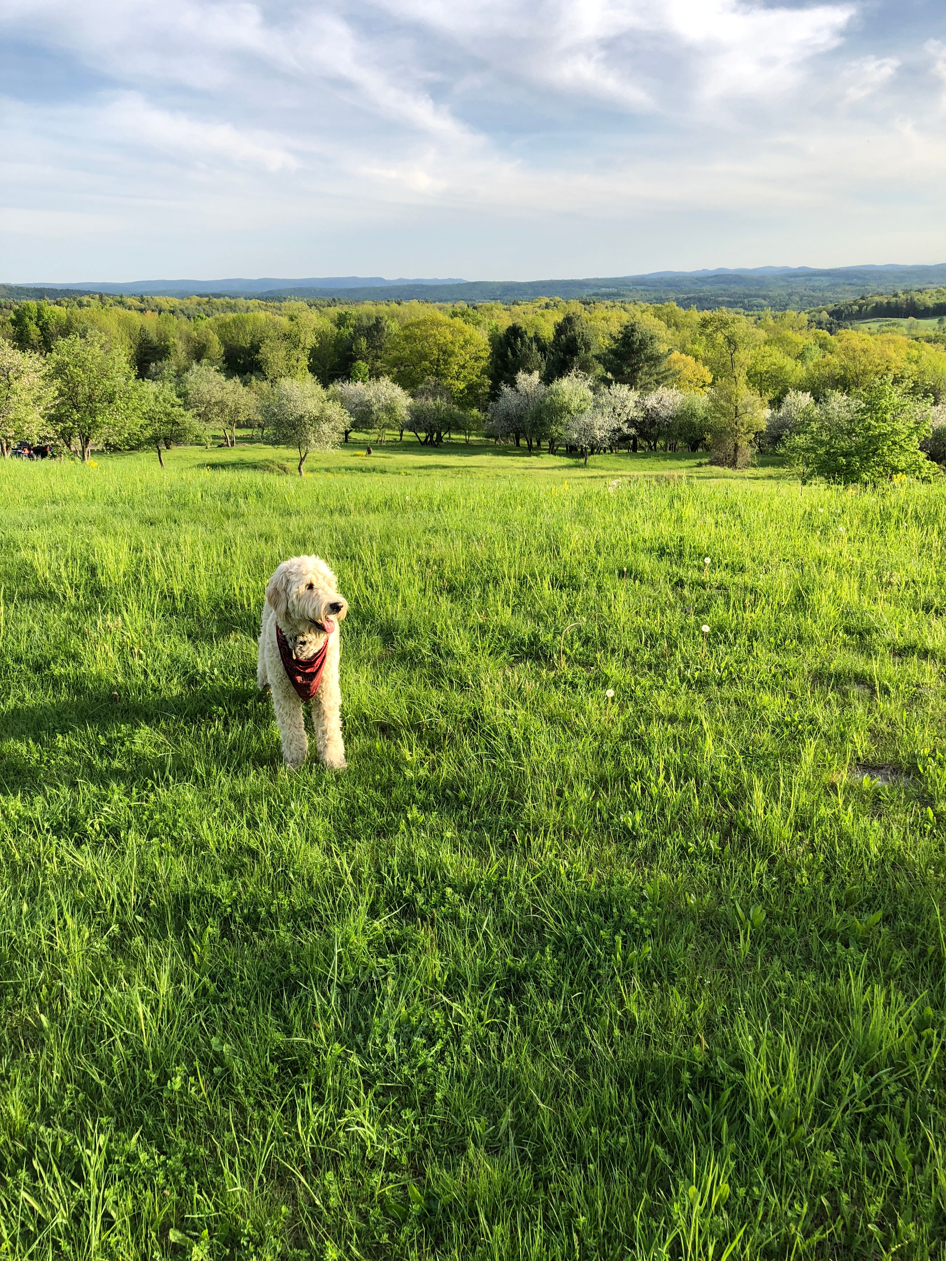 Glamping tent with Amazing Views