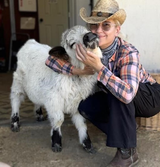 Mini-Highland Calf Cuddling Therapy