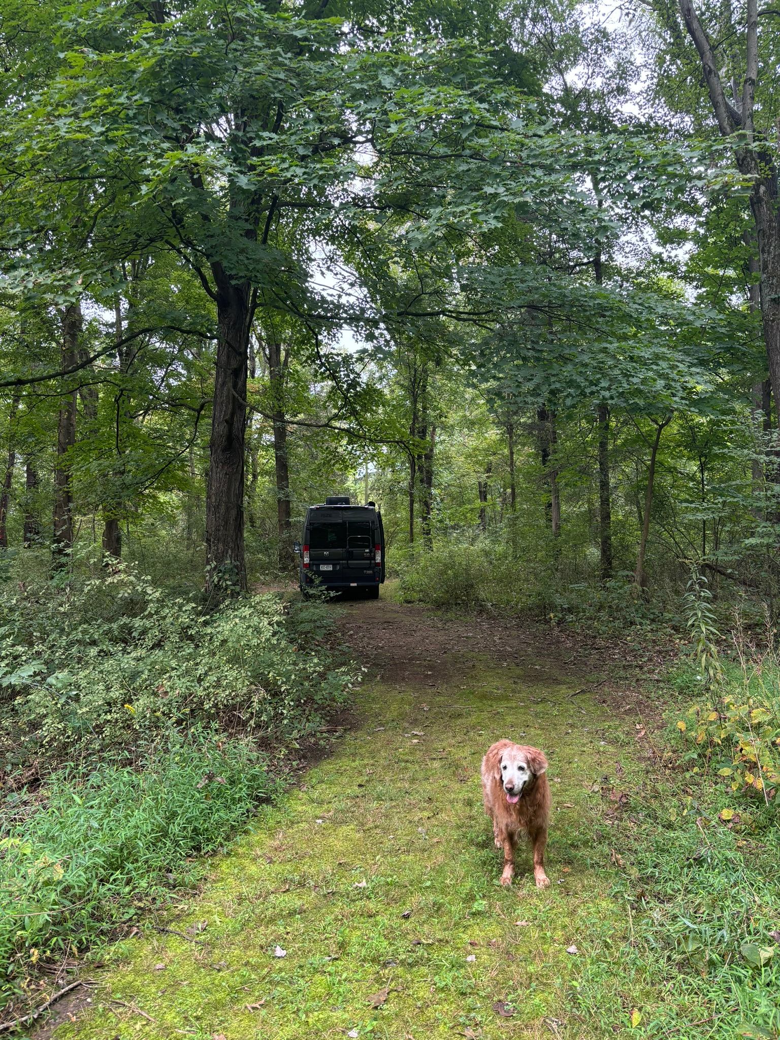 Wooded area with campsites