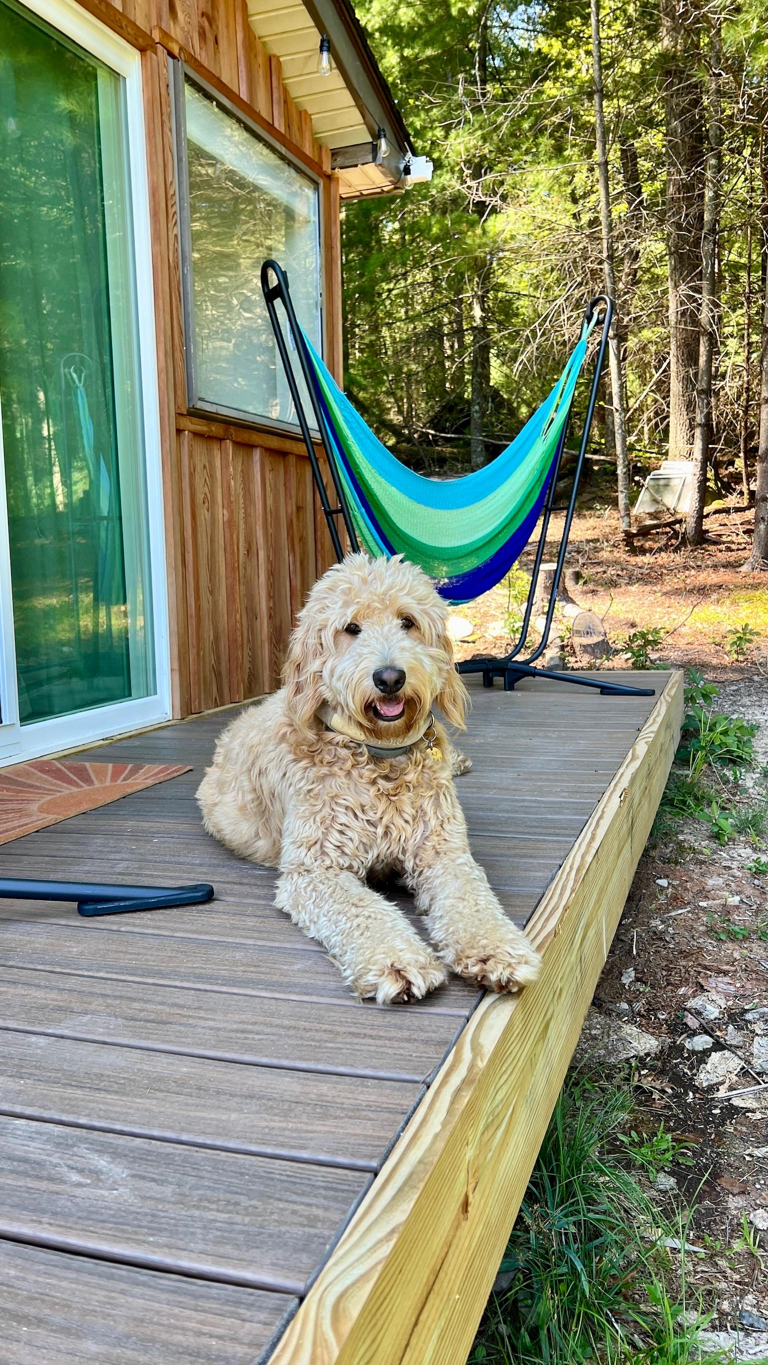 DOG FRIENDLY RENTAL!!
(This is our Goldendoodle, Taj)

Hammock thrones from Yellow Leaf Hammocks
