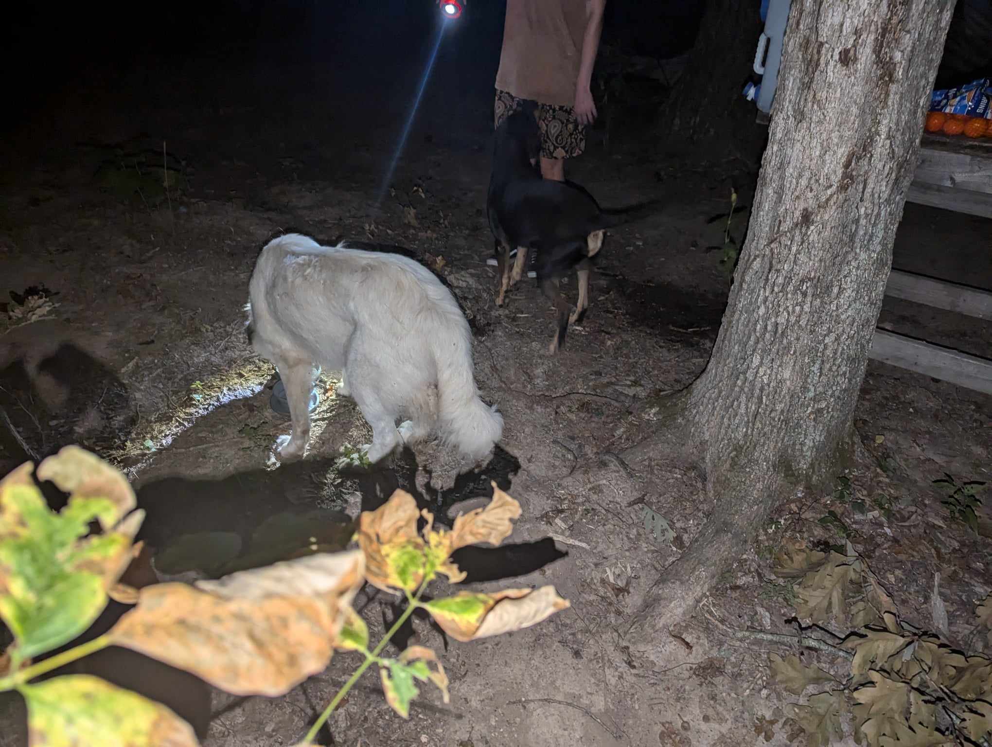 Eating out of my dogs food bowl