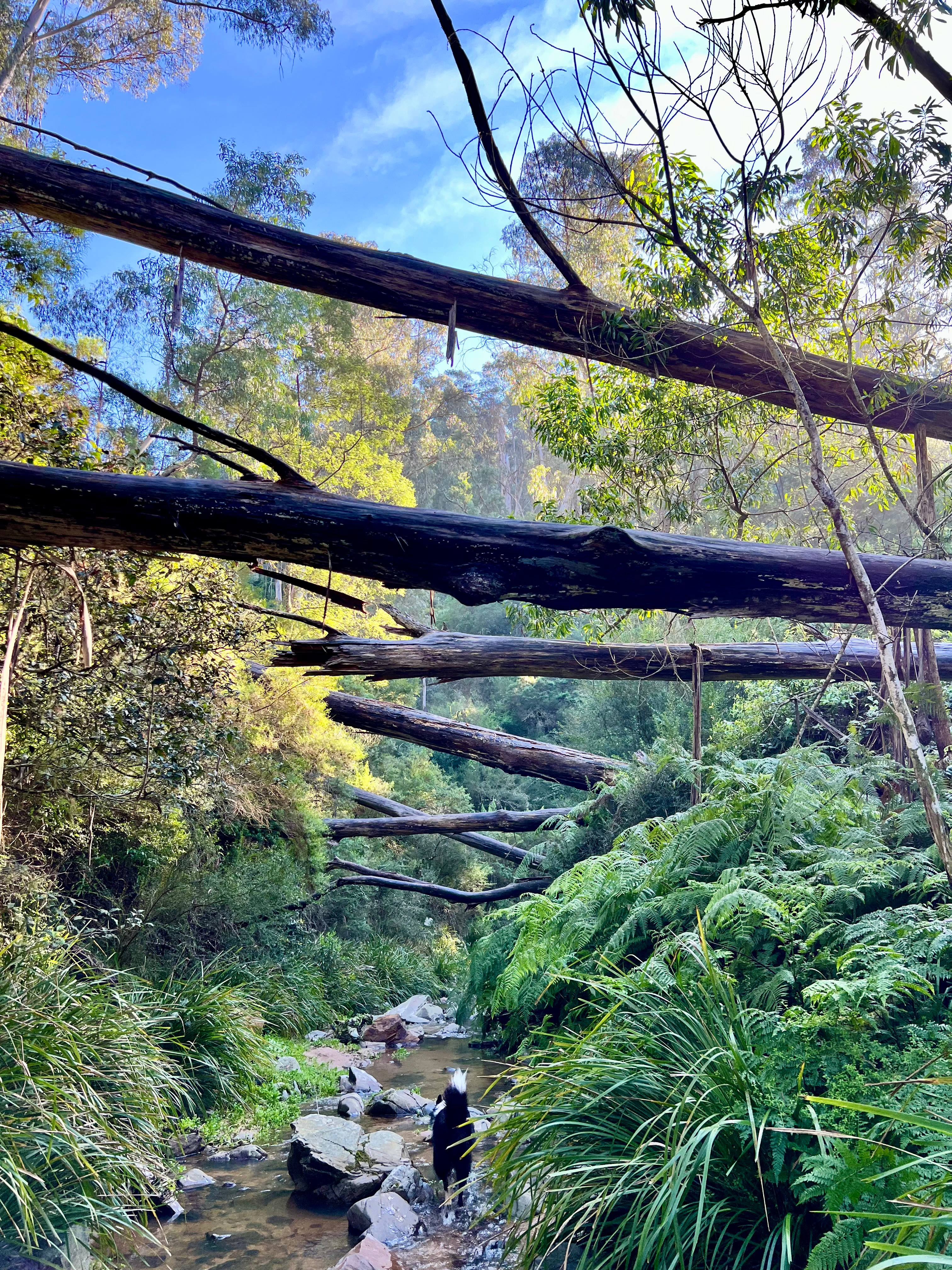 The creek that runs through the base of our hill - perfect to explore. 