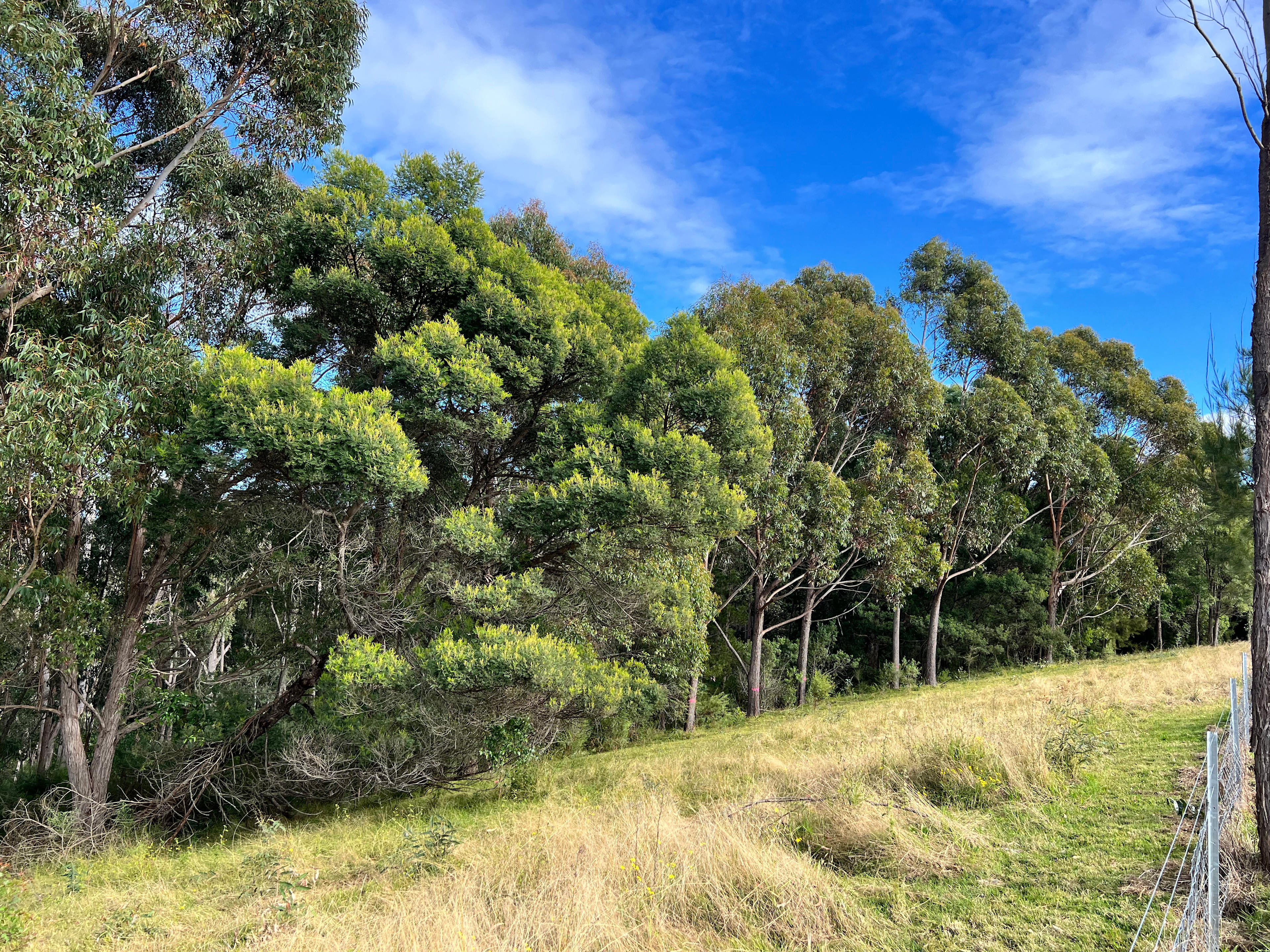 Bega Valley and Mountain Views