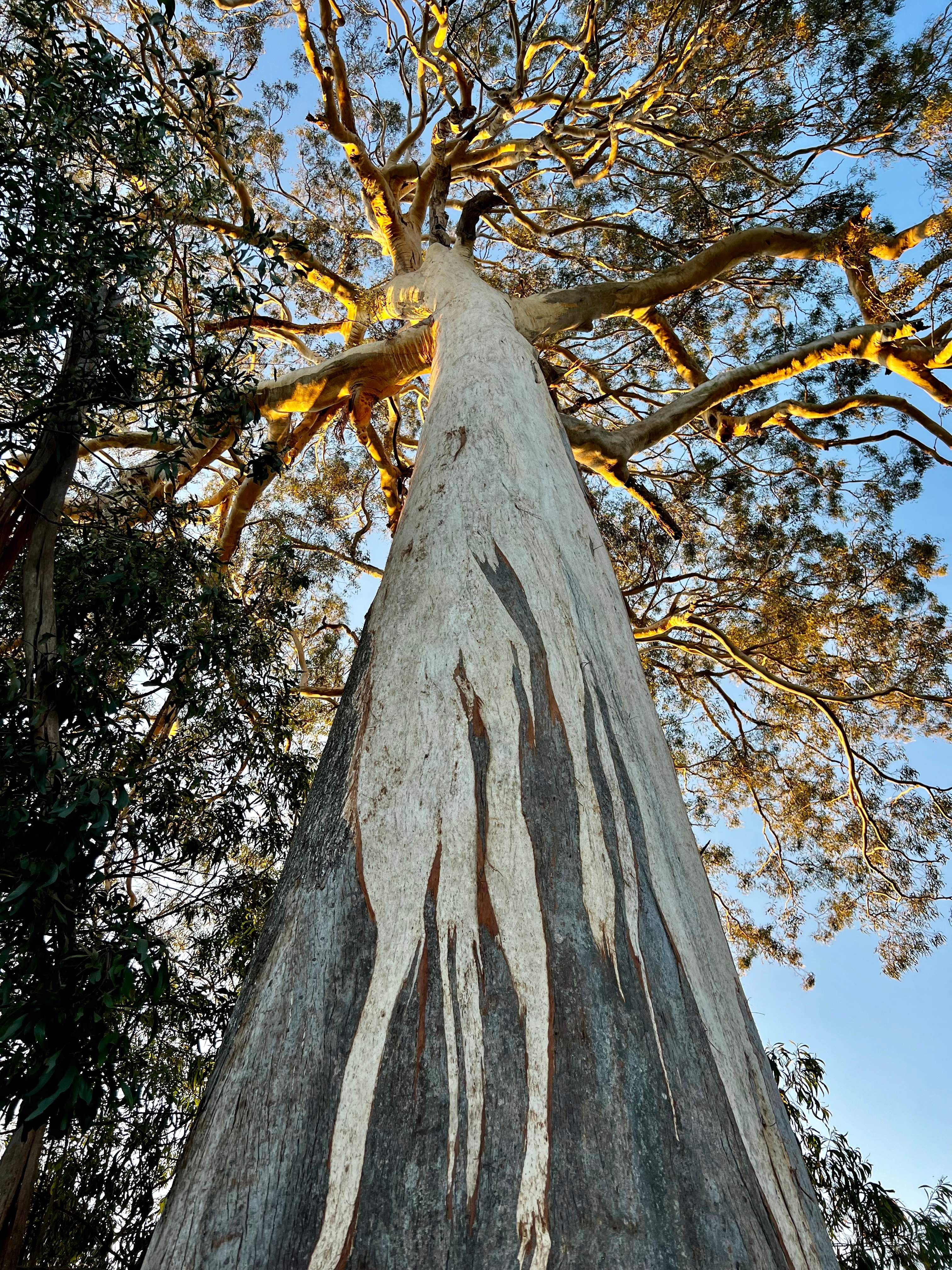 Bega Valley and Mountain Views
