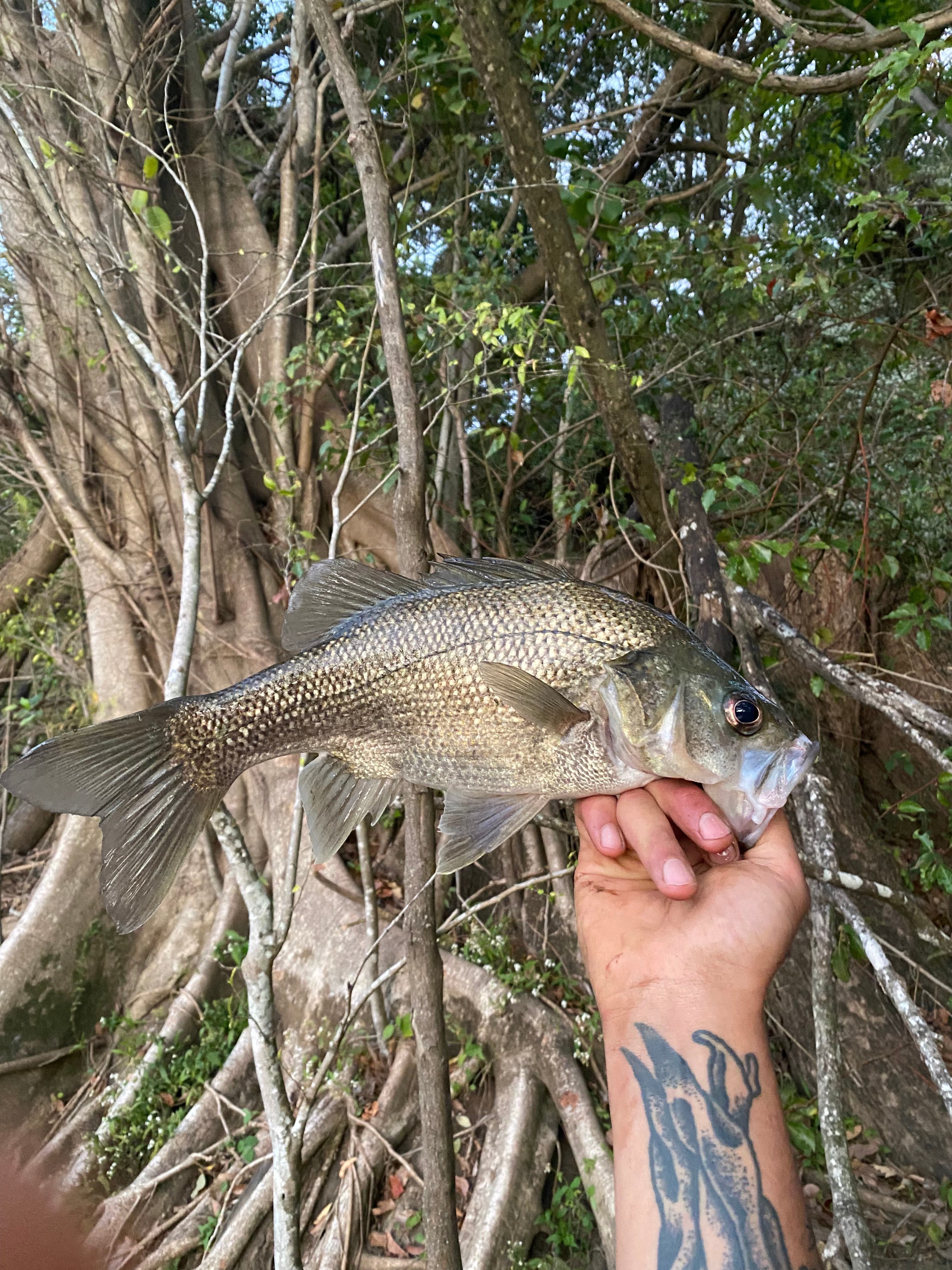 McKenzies Mountain, Wollumbin
