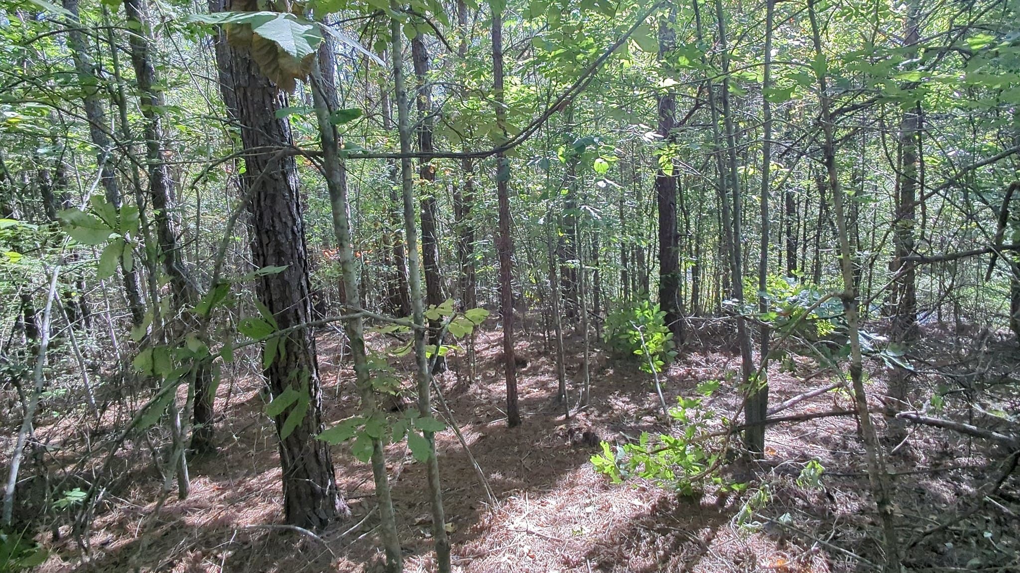 Bushcrafting 1.5 Hrs From Nashville