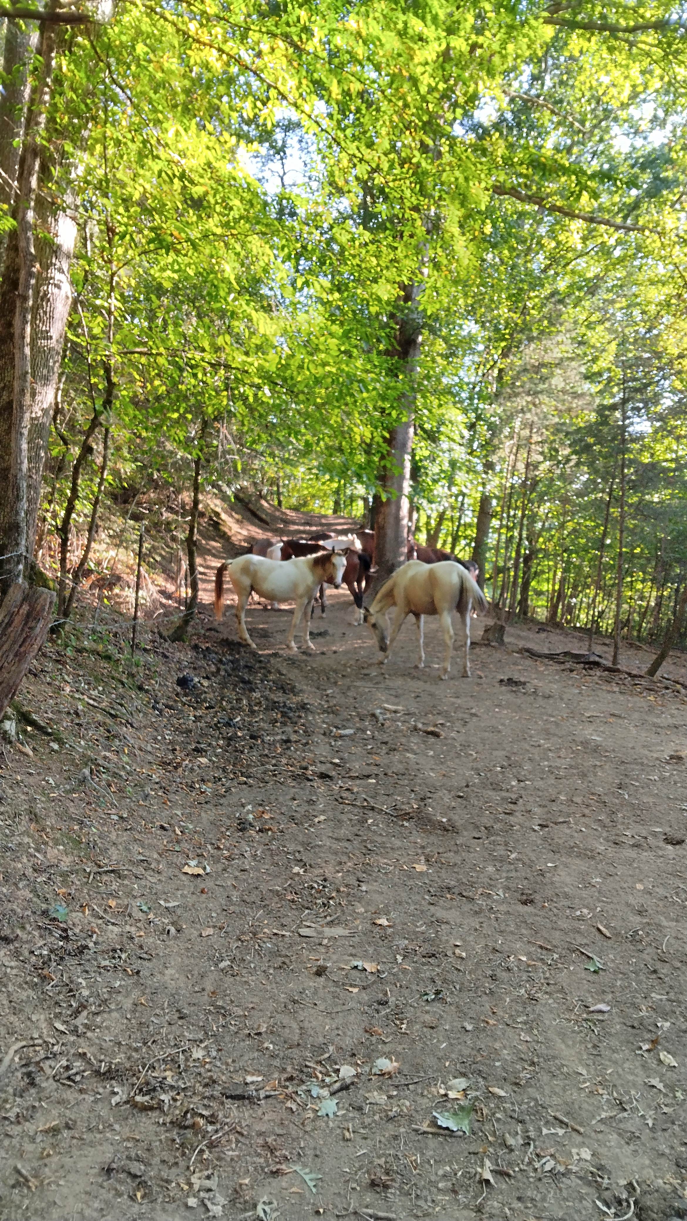 Harmony Hollow n the Smokies
