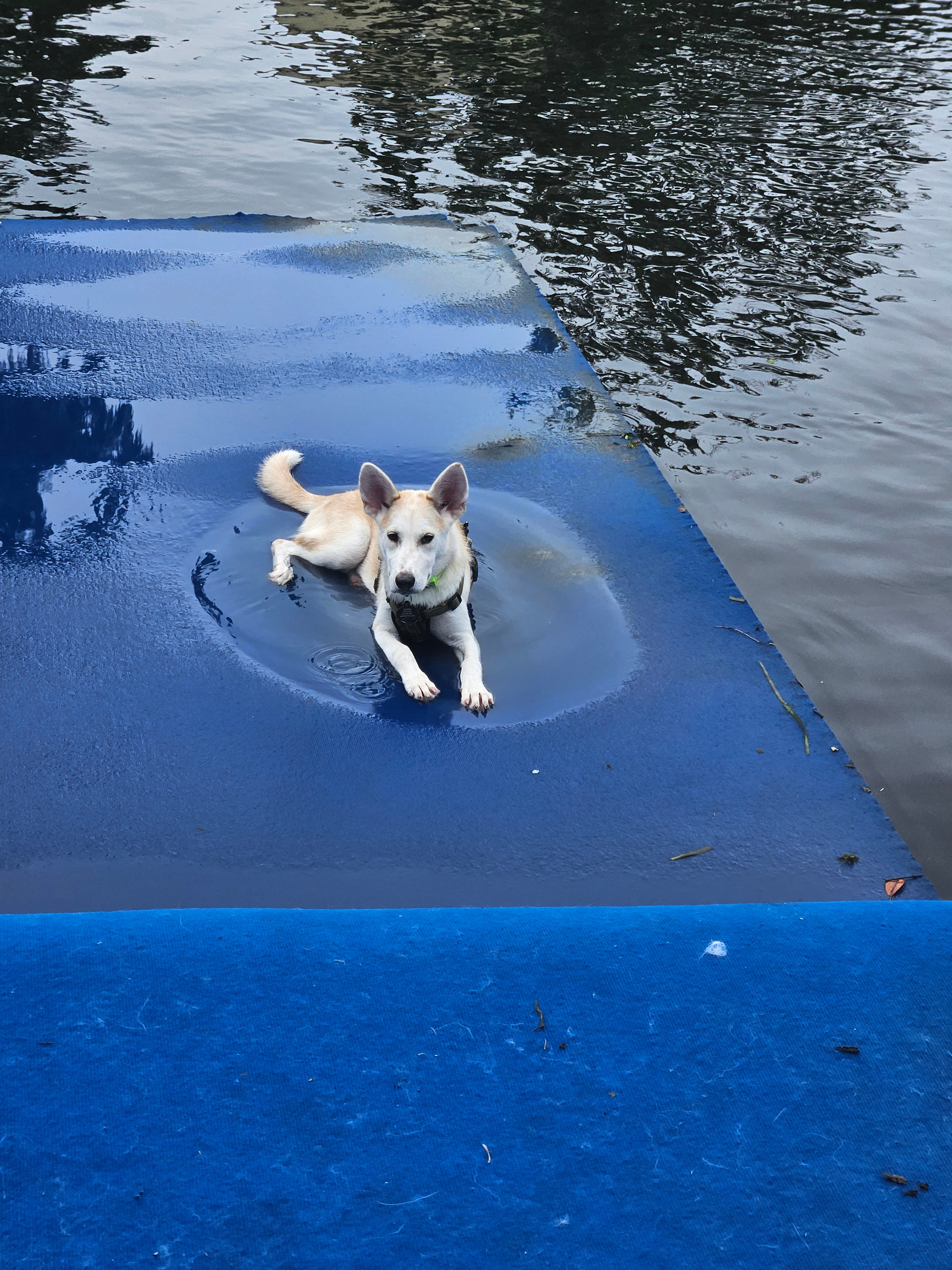 Weeki wachee Sharing the Main river