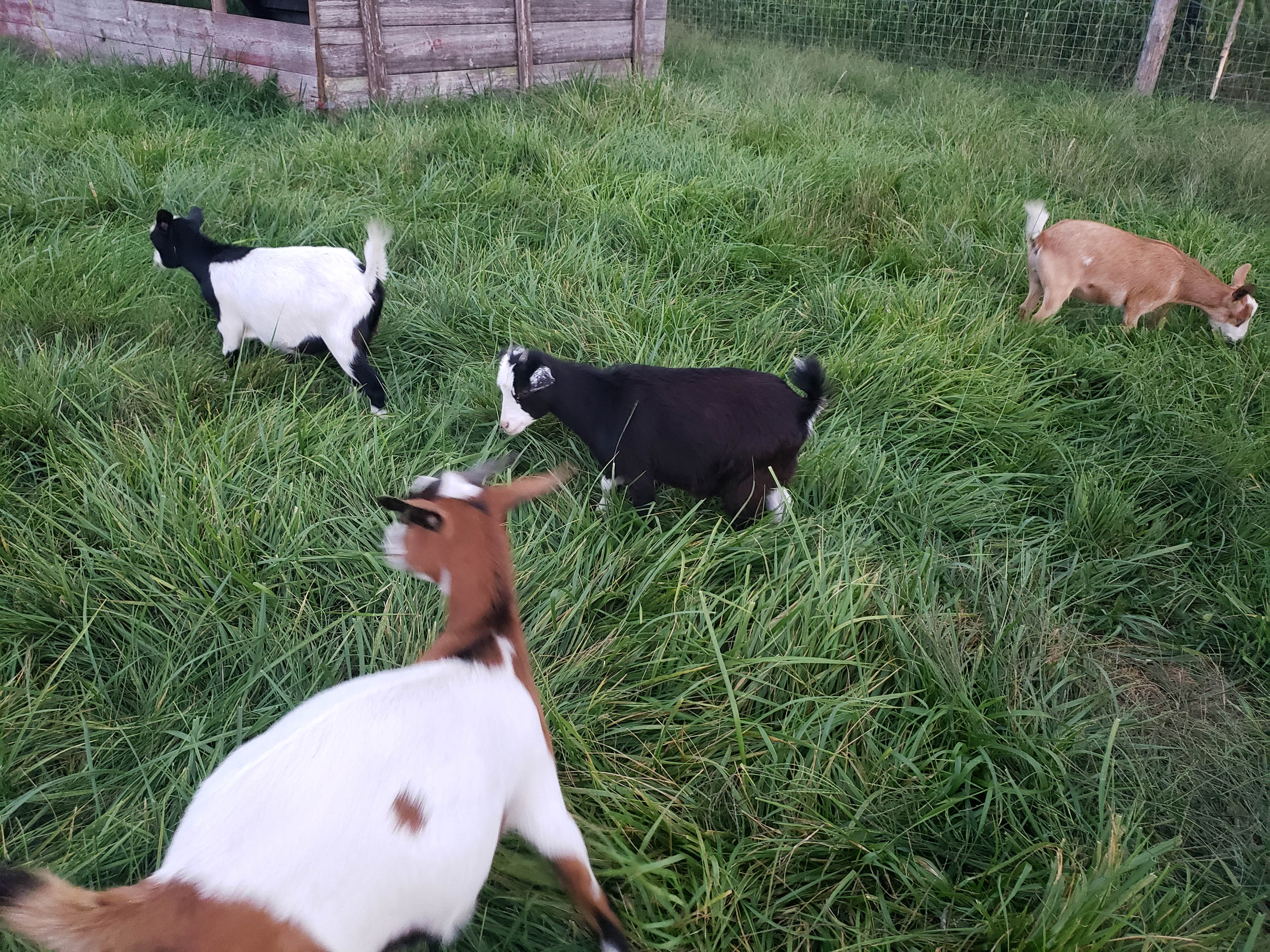 Bellinger's Liberty Acres