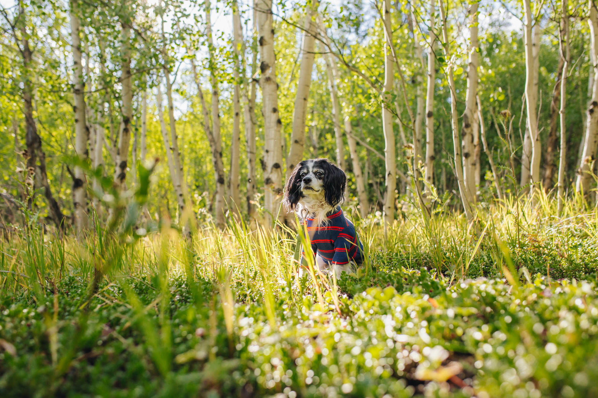 Tons of aspens groves surround you