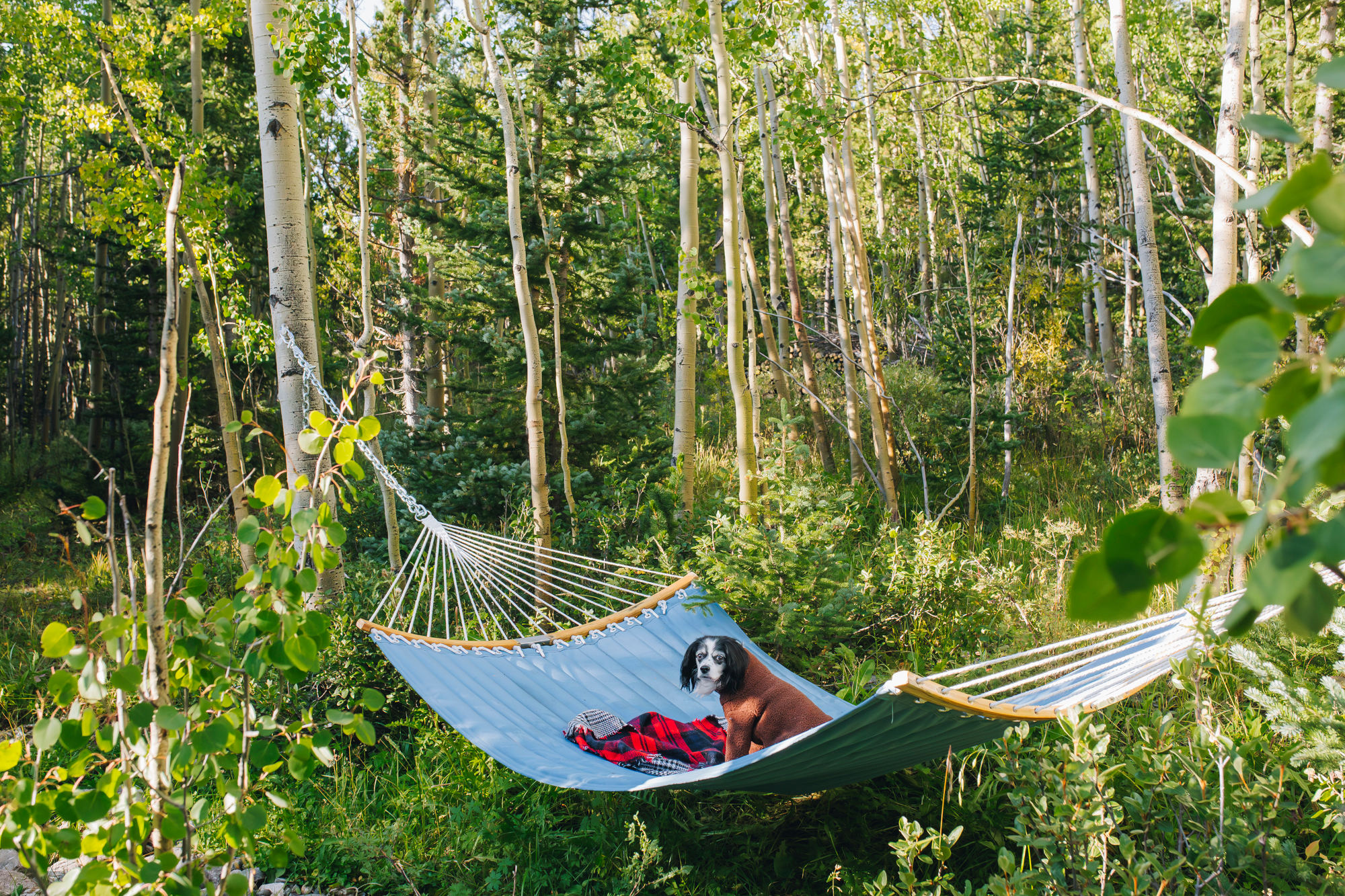 Relaxing hammock along the creek