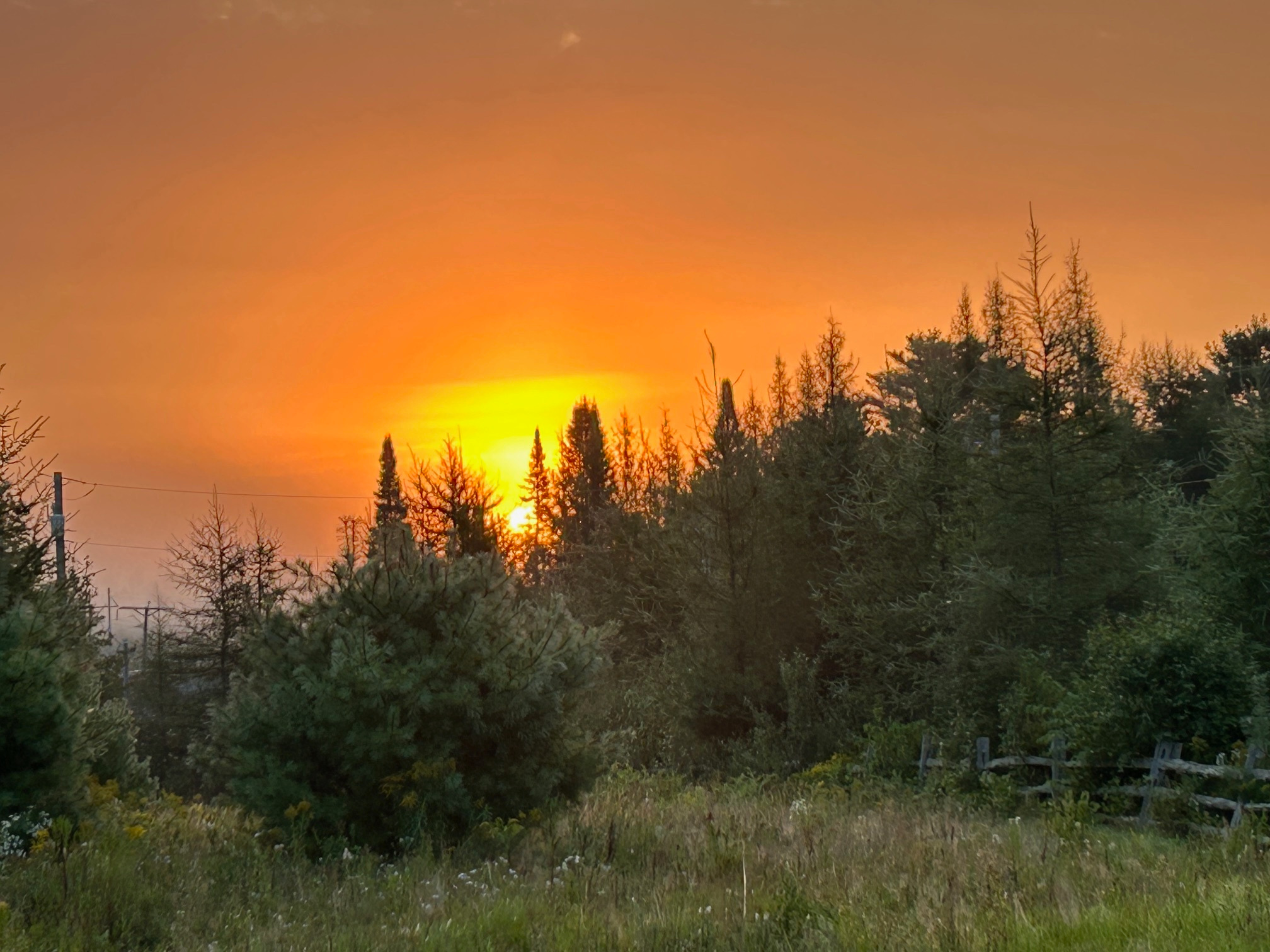 Wandering Pines Camping