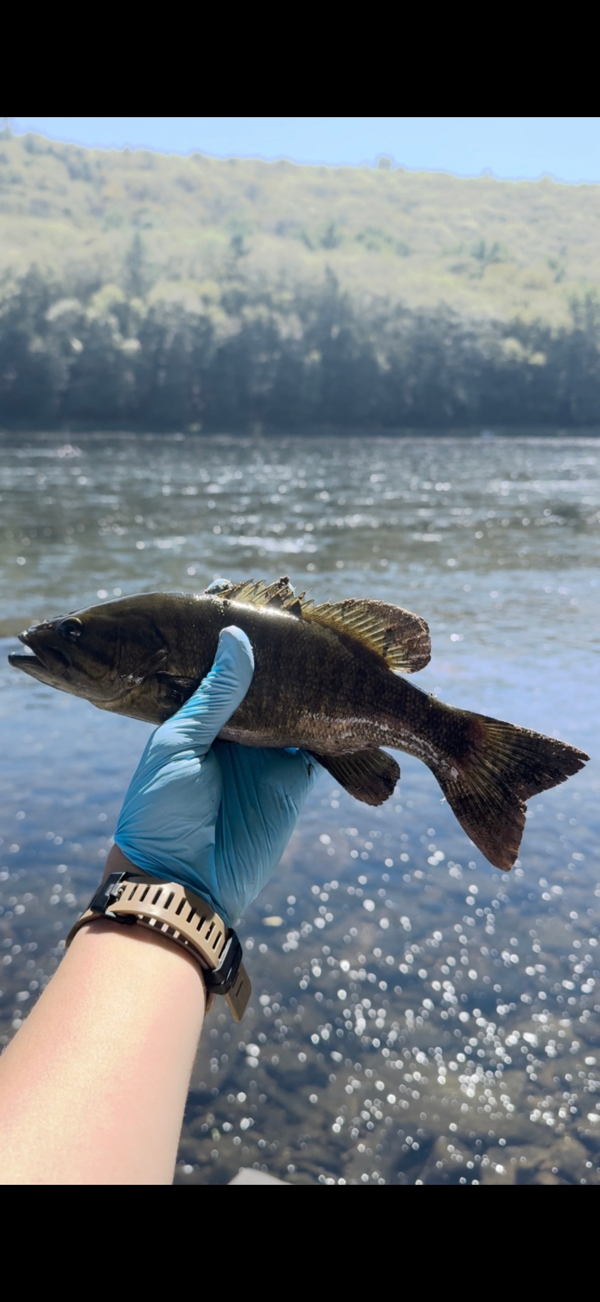 Smallmouth bass 

Bait: gary yamamoto 5" senko - pumpkin with watermelon flake