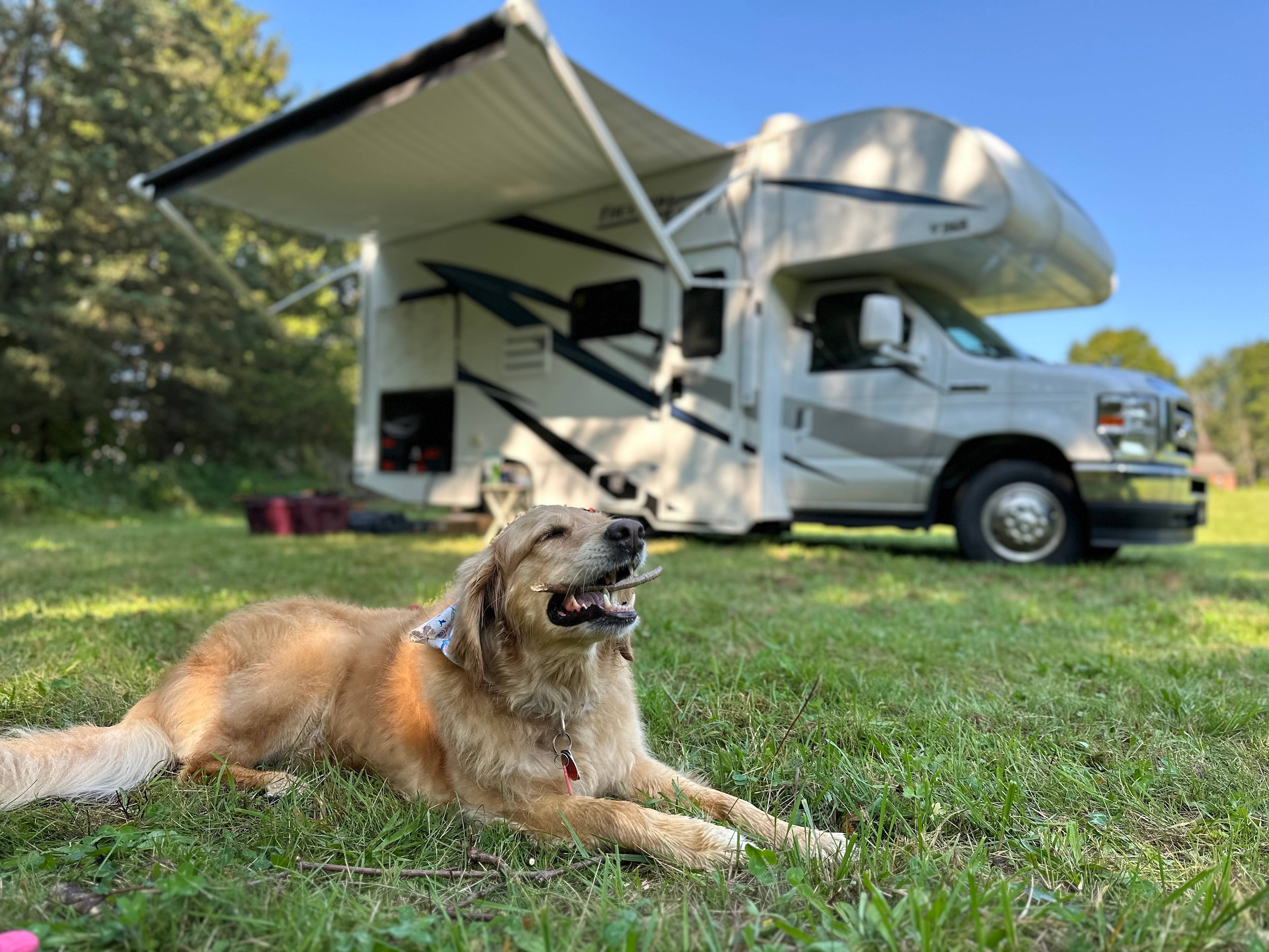 Millie enjoying off leash time 