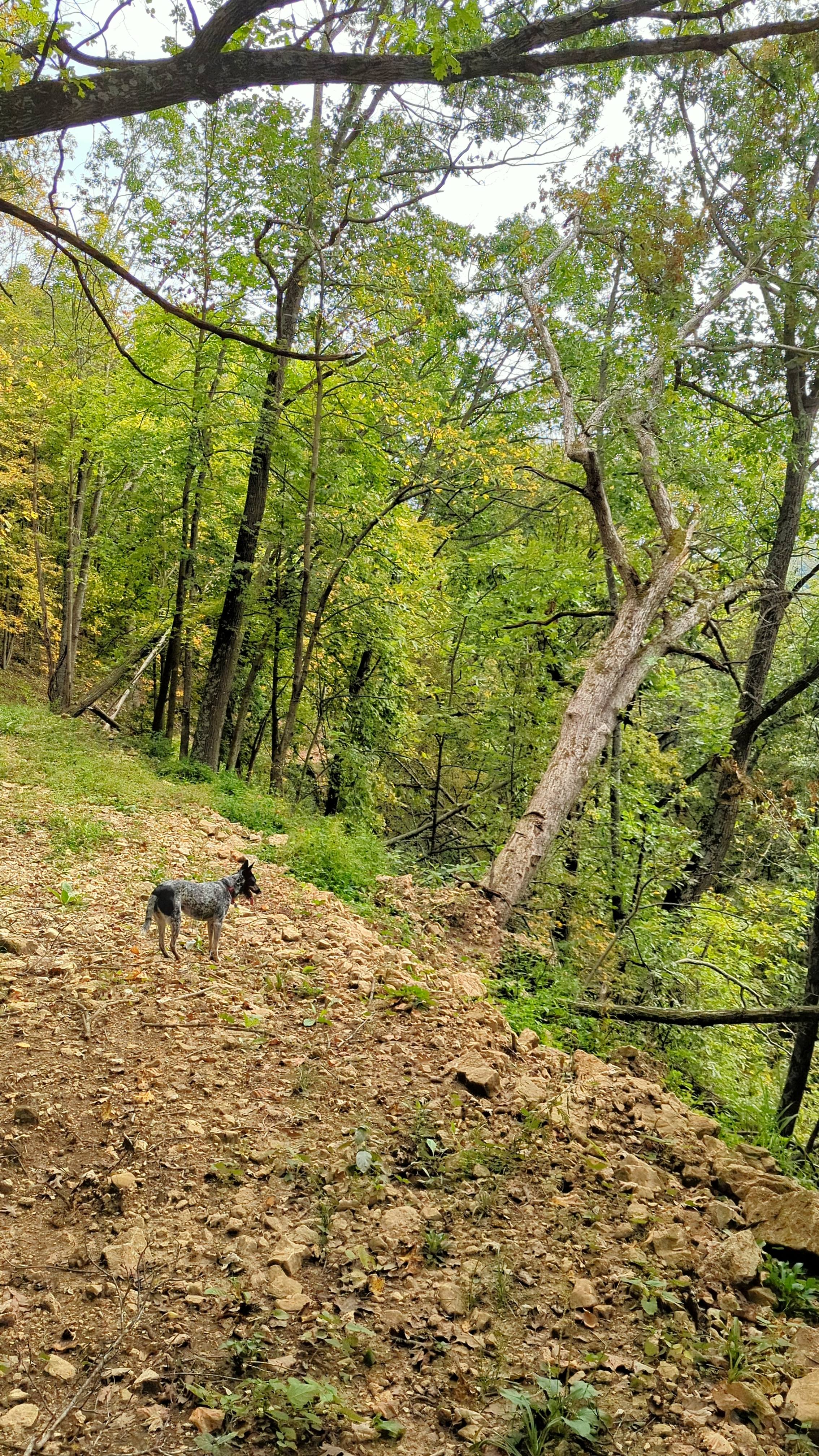 Rocky trails/road up the bluff if you are up for adventure