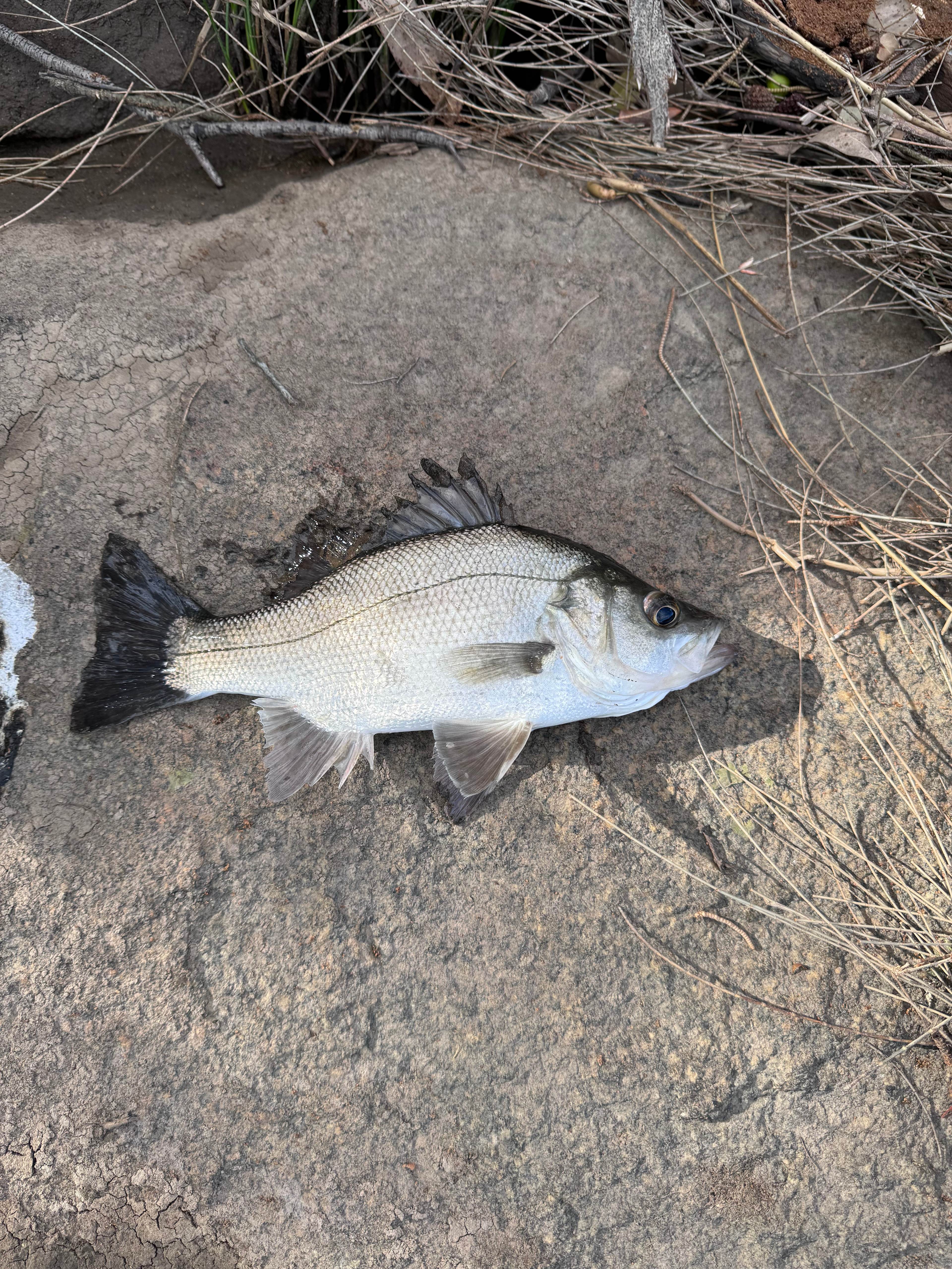 Some local fishing, Estuary Perch