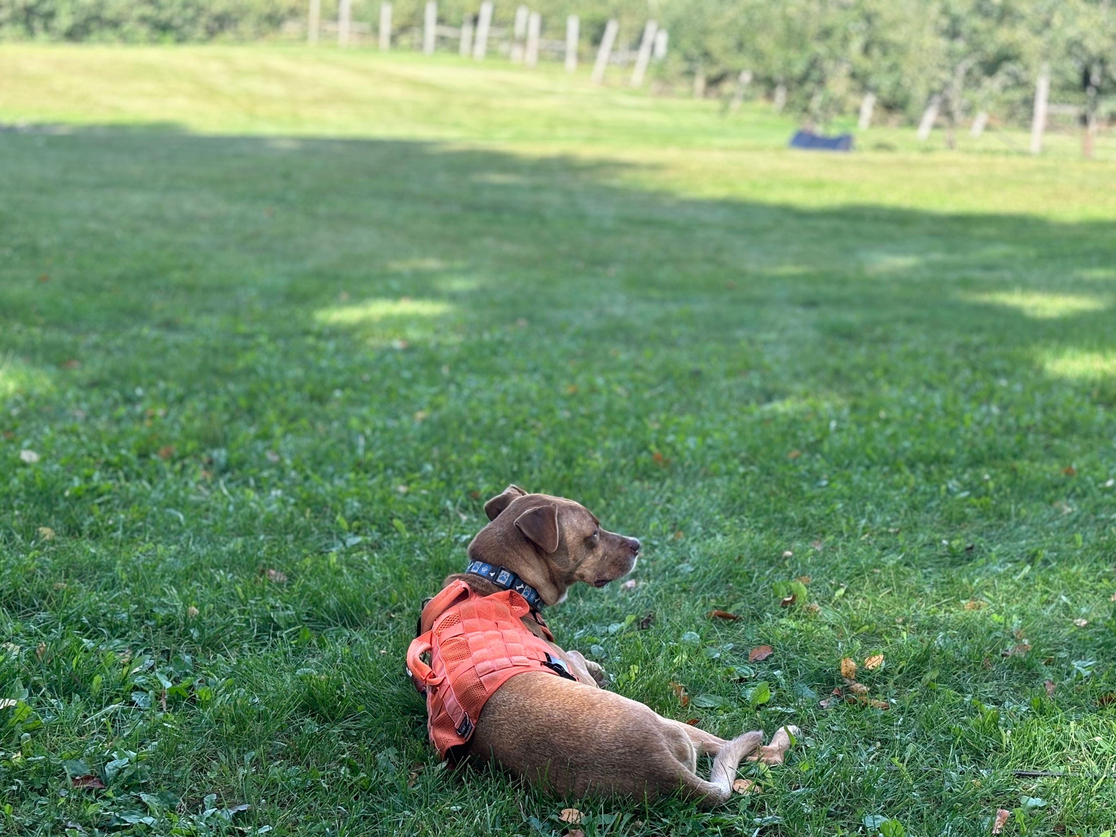 Armstrong Orchard & Spoonlickers