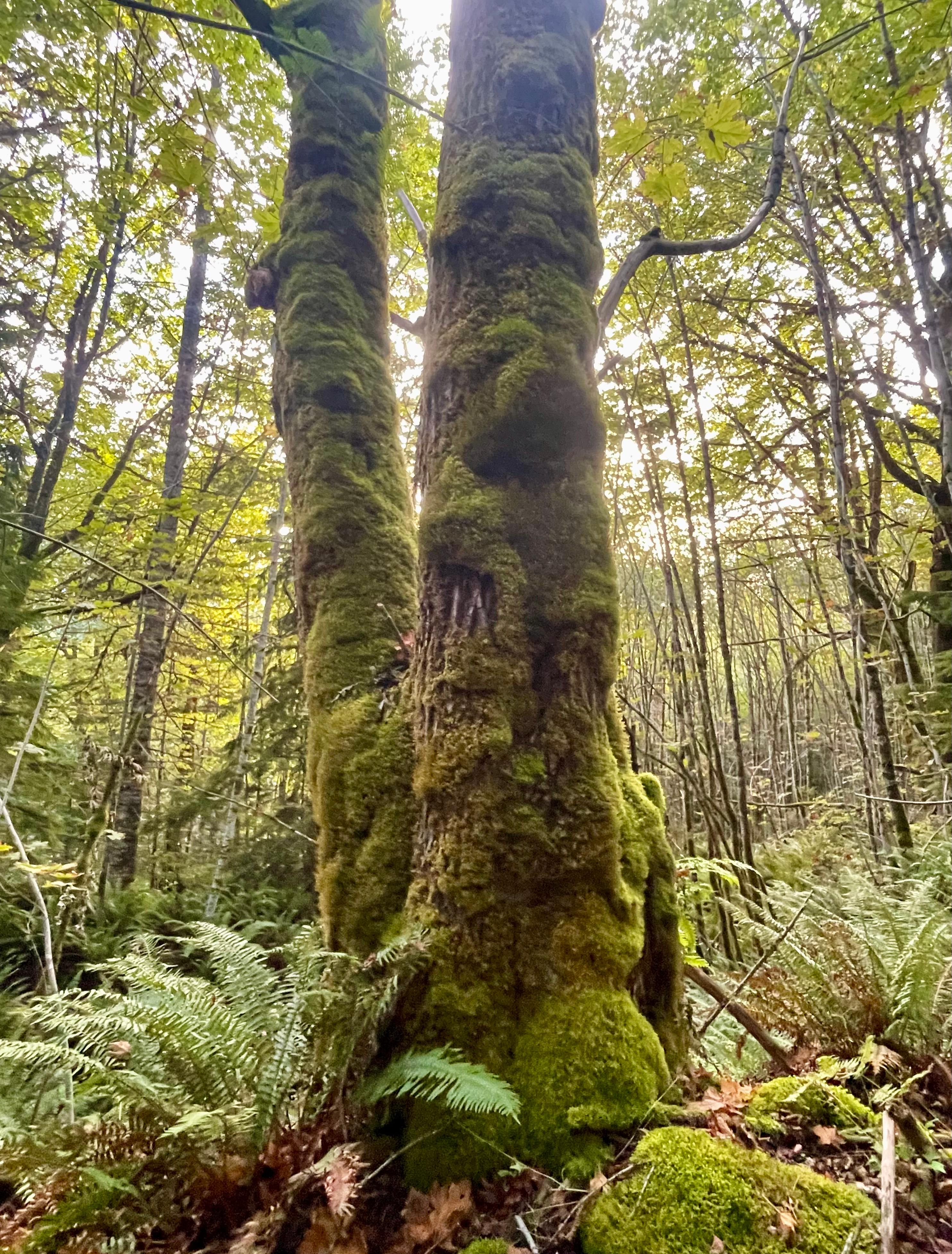 Wandering Joy Campground