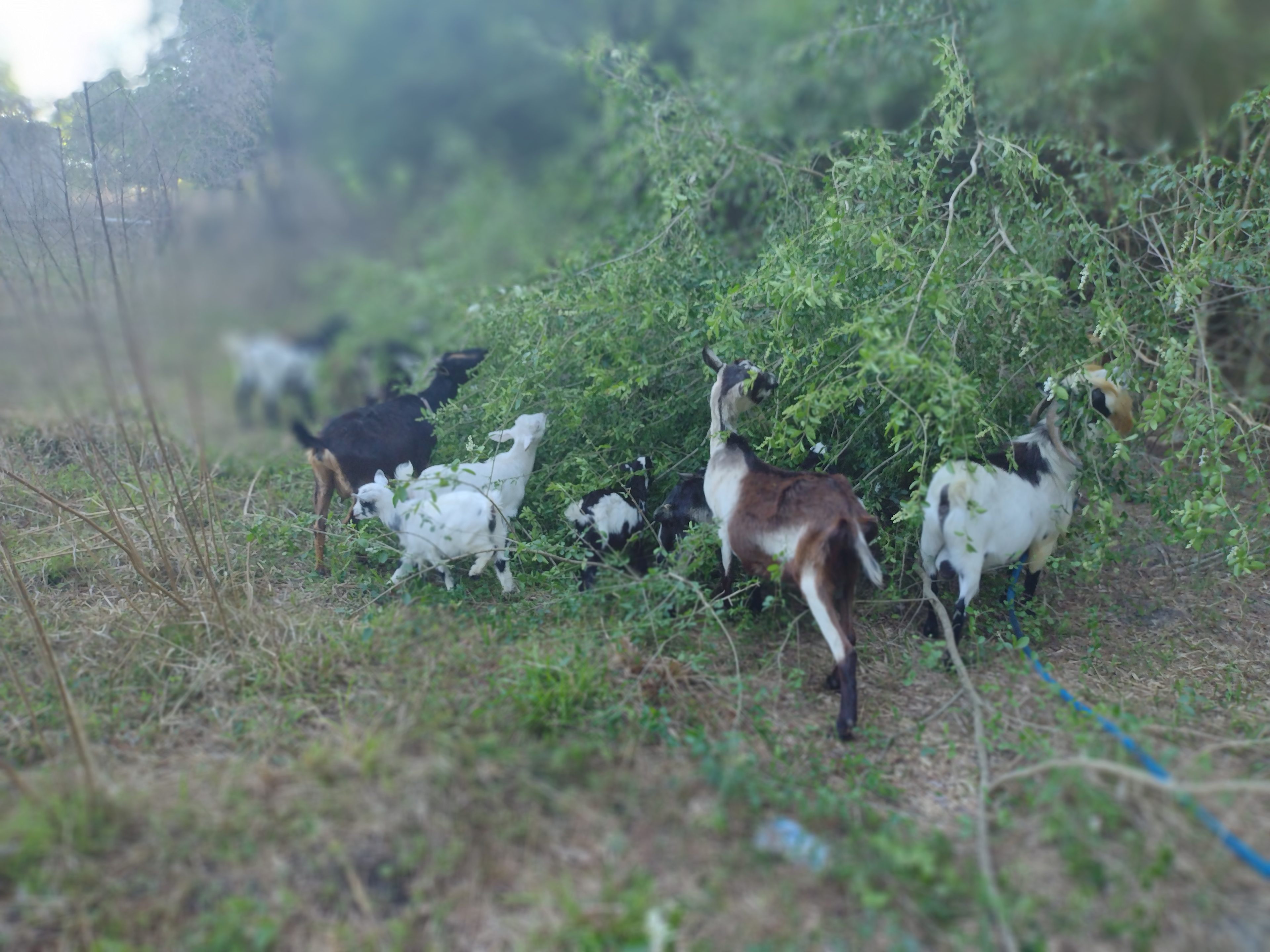 Compass Rose Homestead