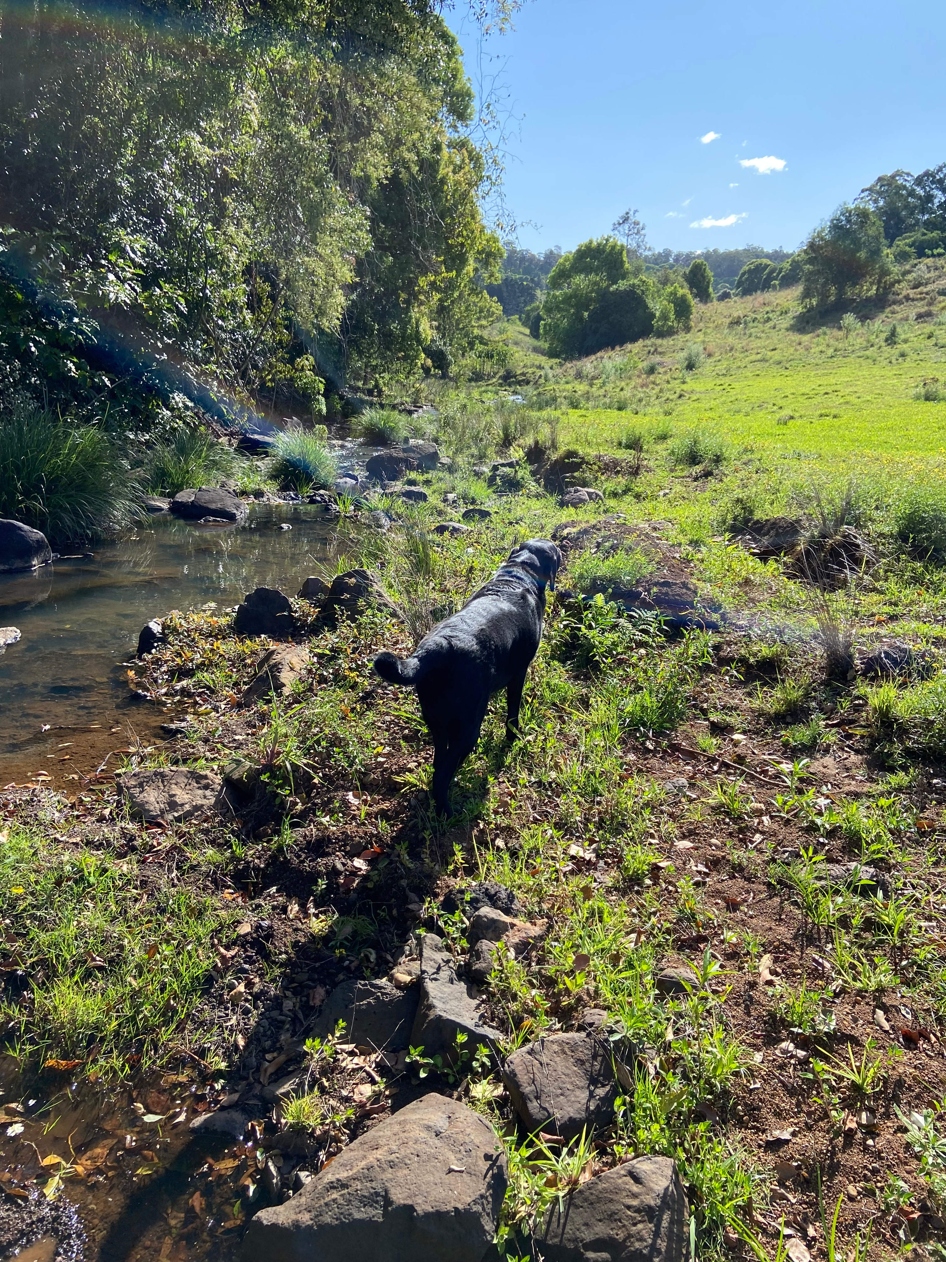 Barachi by the Creek