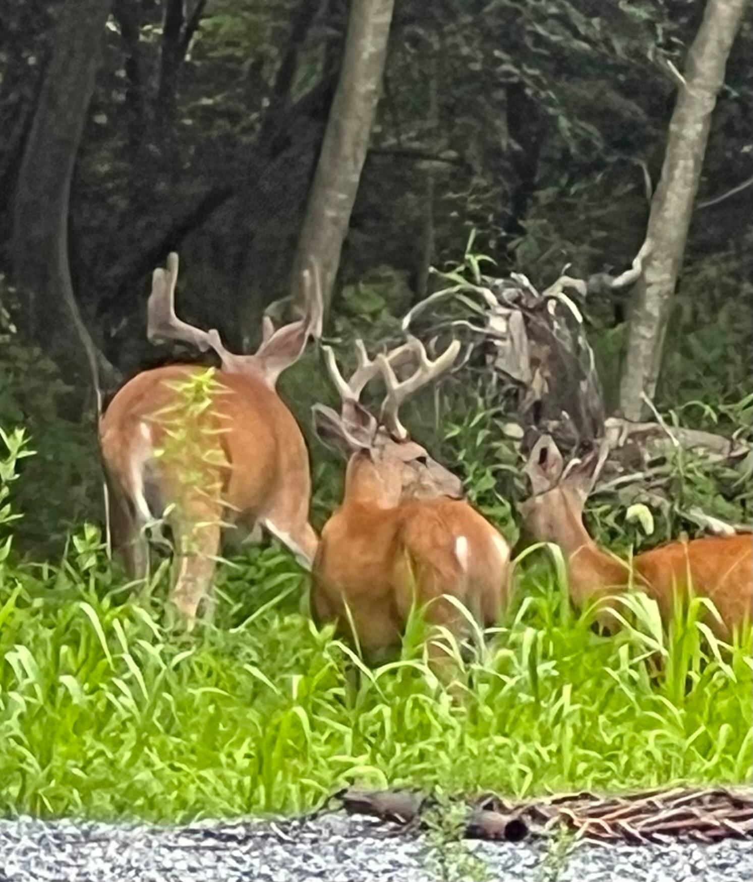 Deer Point