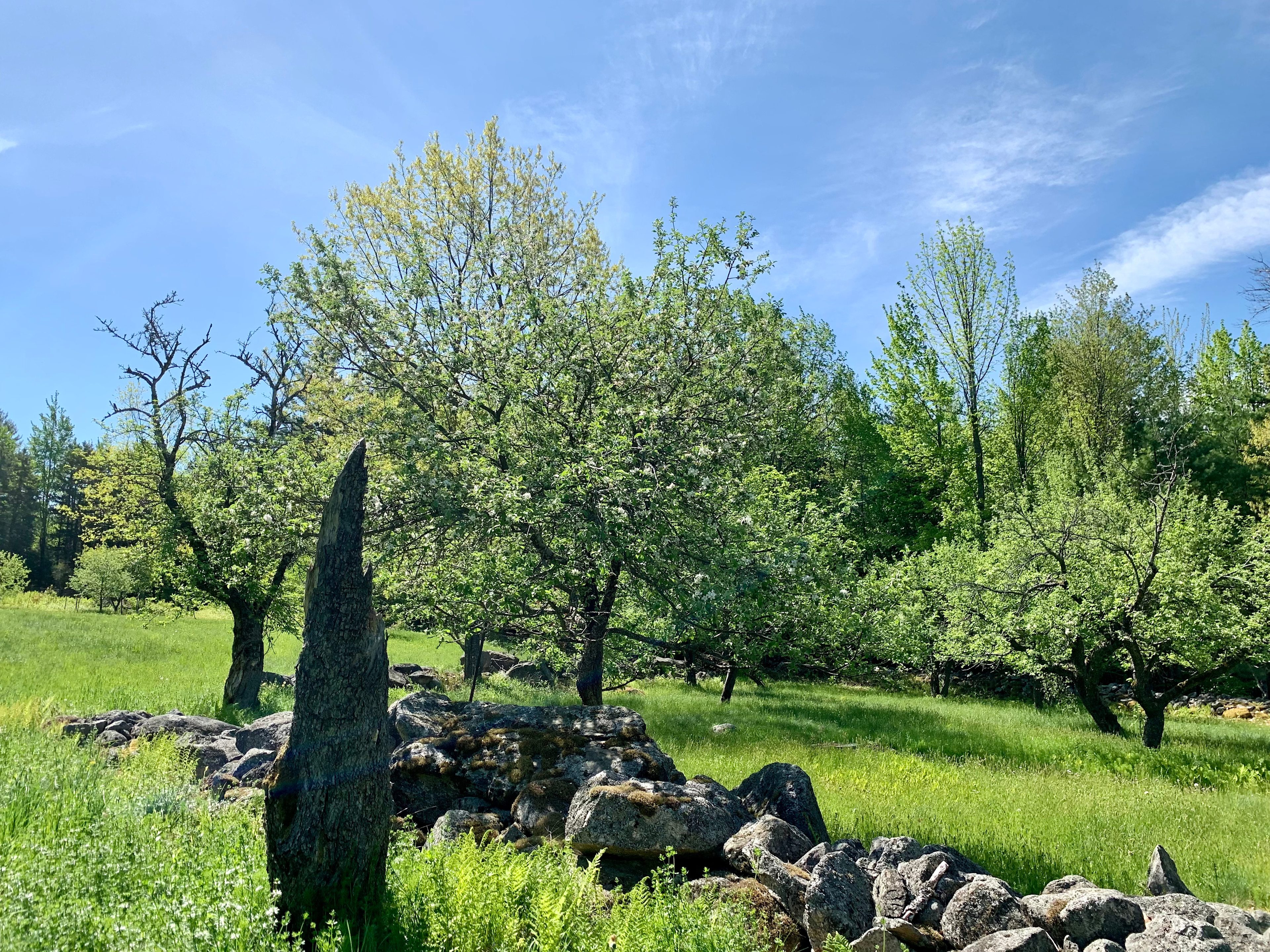View of old Camp Jack apple orchard in spring