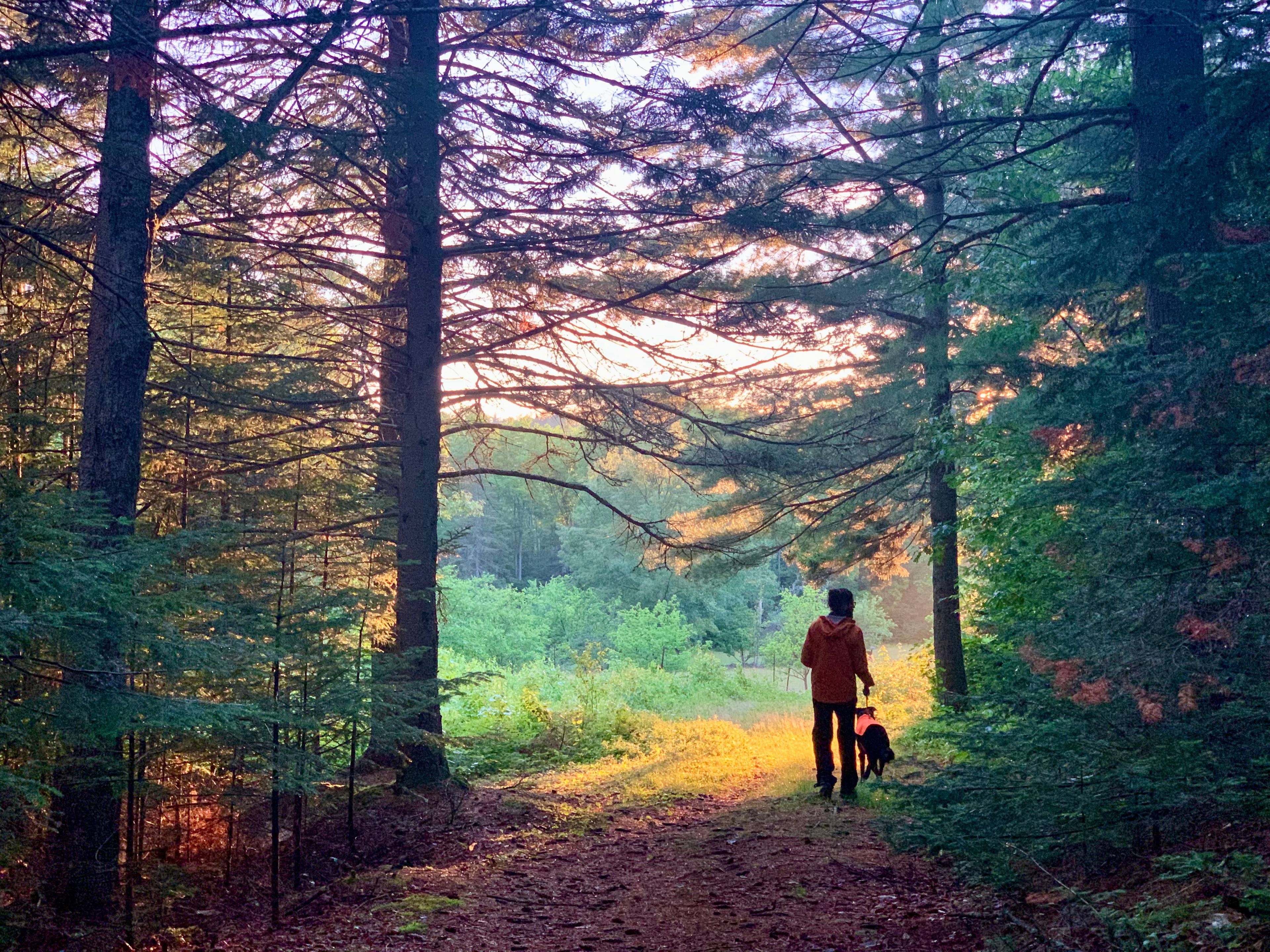 Peaceful Pines campsite trail to Camp Jack blueberry fields at sunset