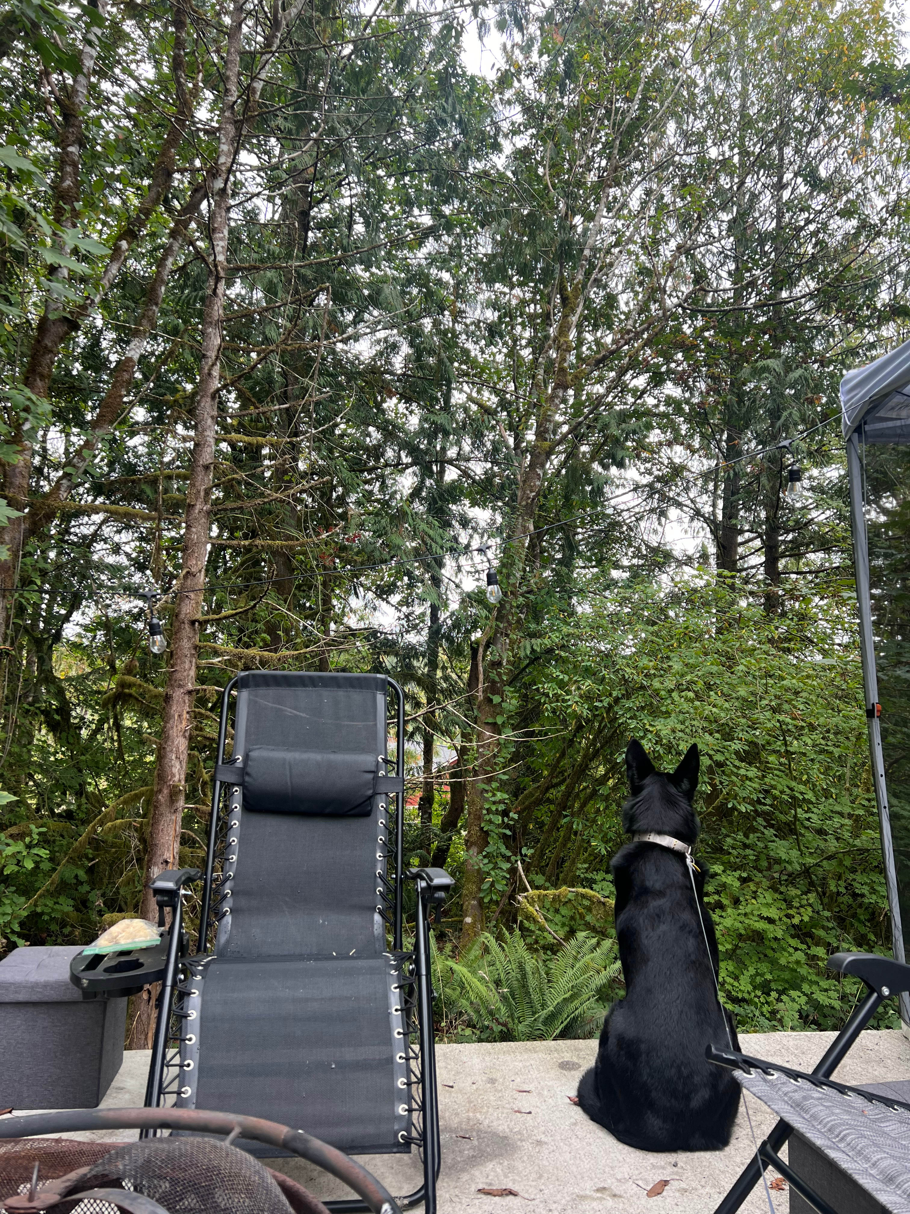 WOODED CAMPERS DELIGHT