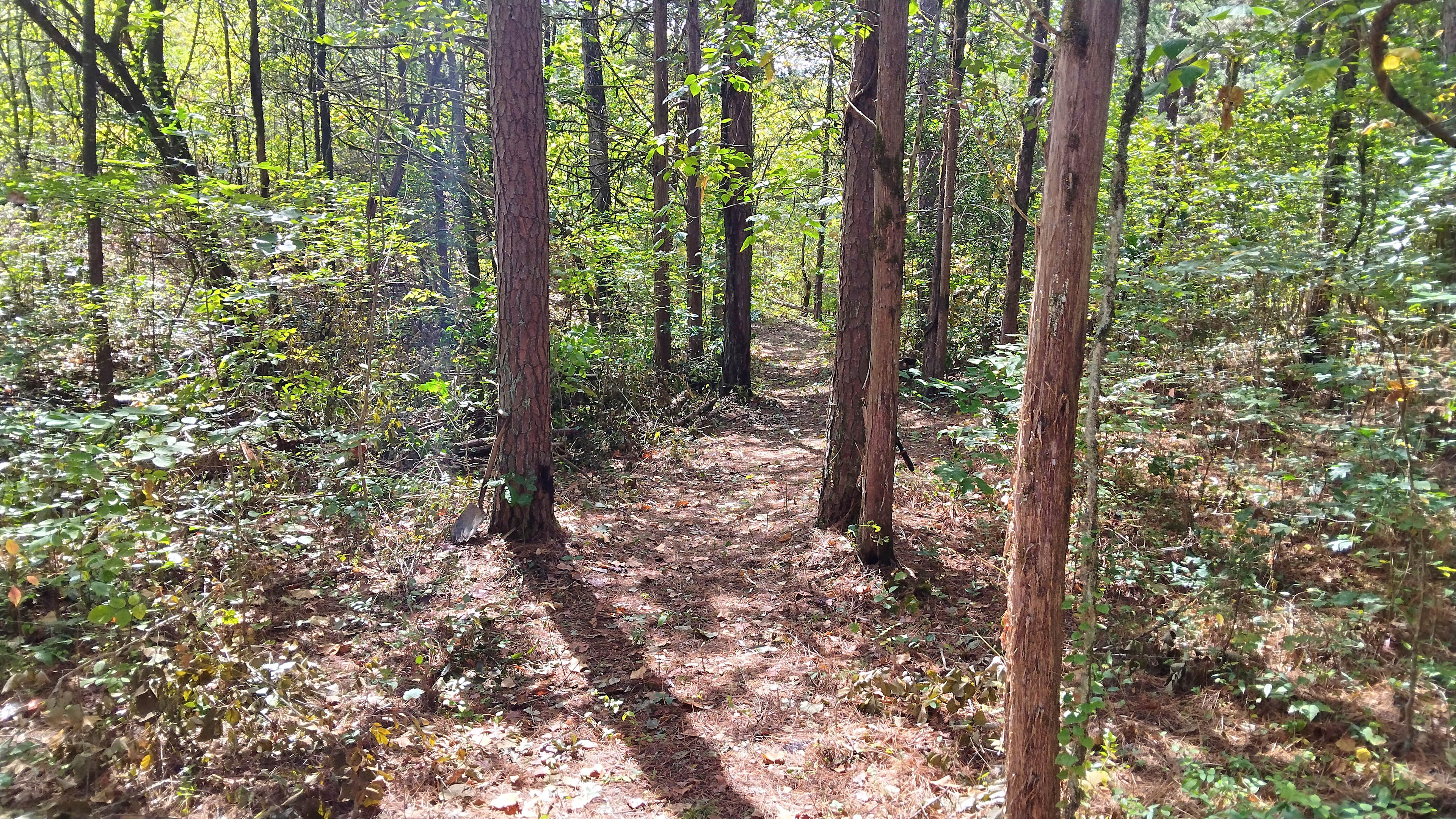 Harmony hollow