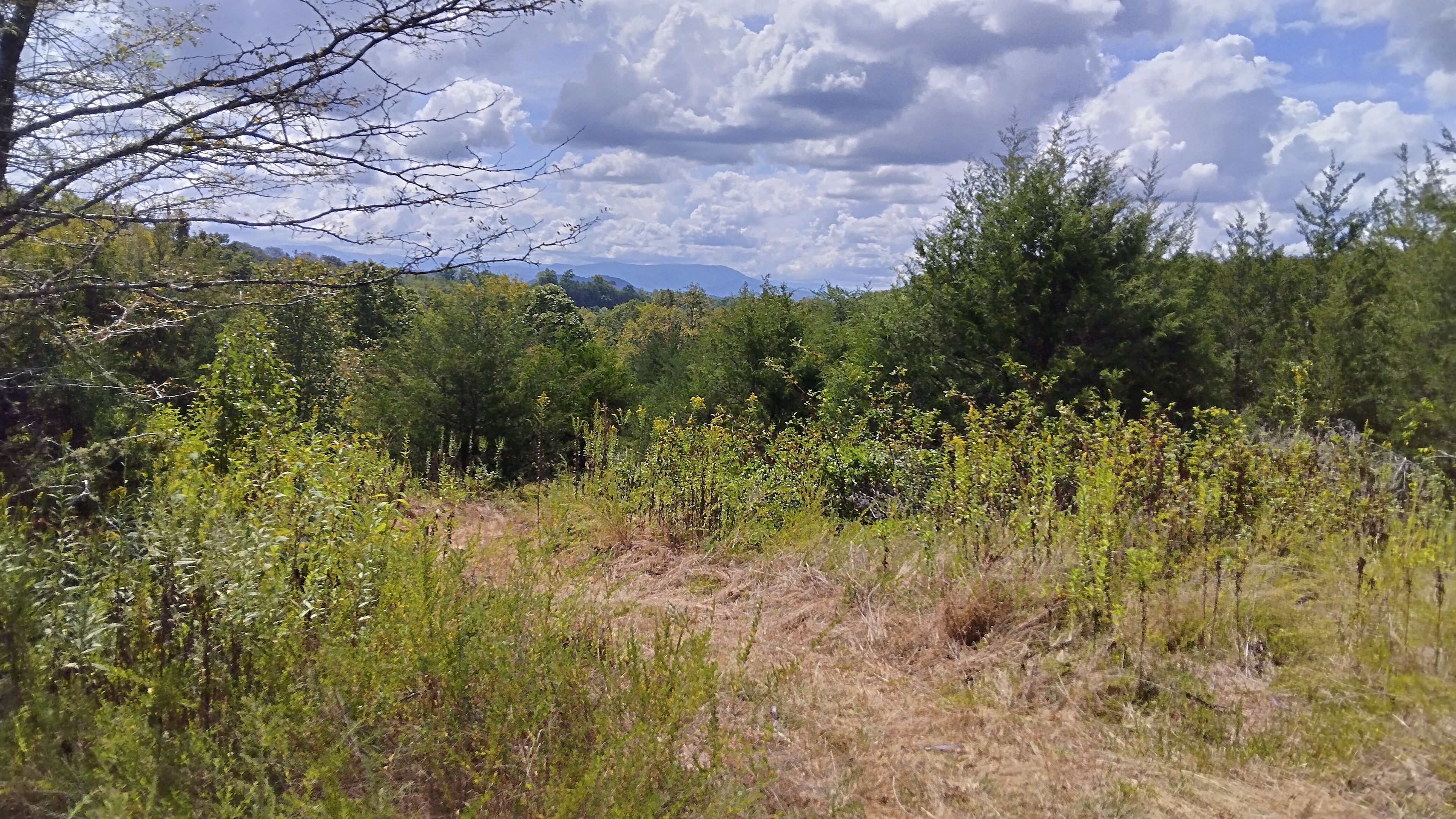 Harmony Hollow n the Smokies