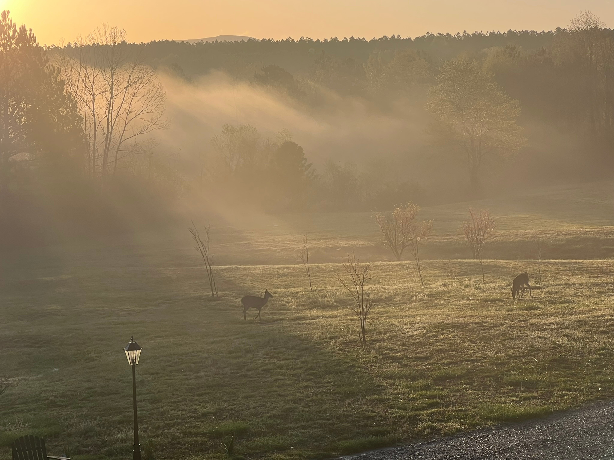 Black Bear Plantation Spacious site
