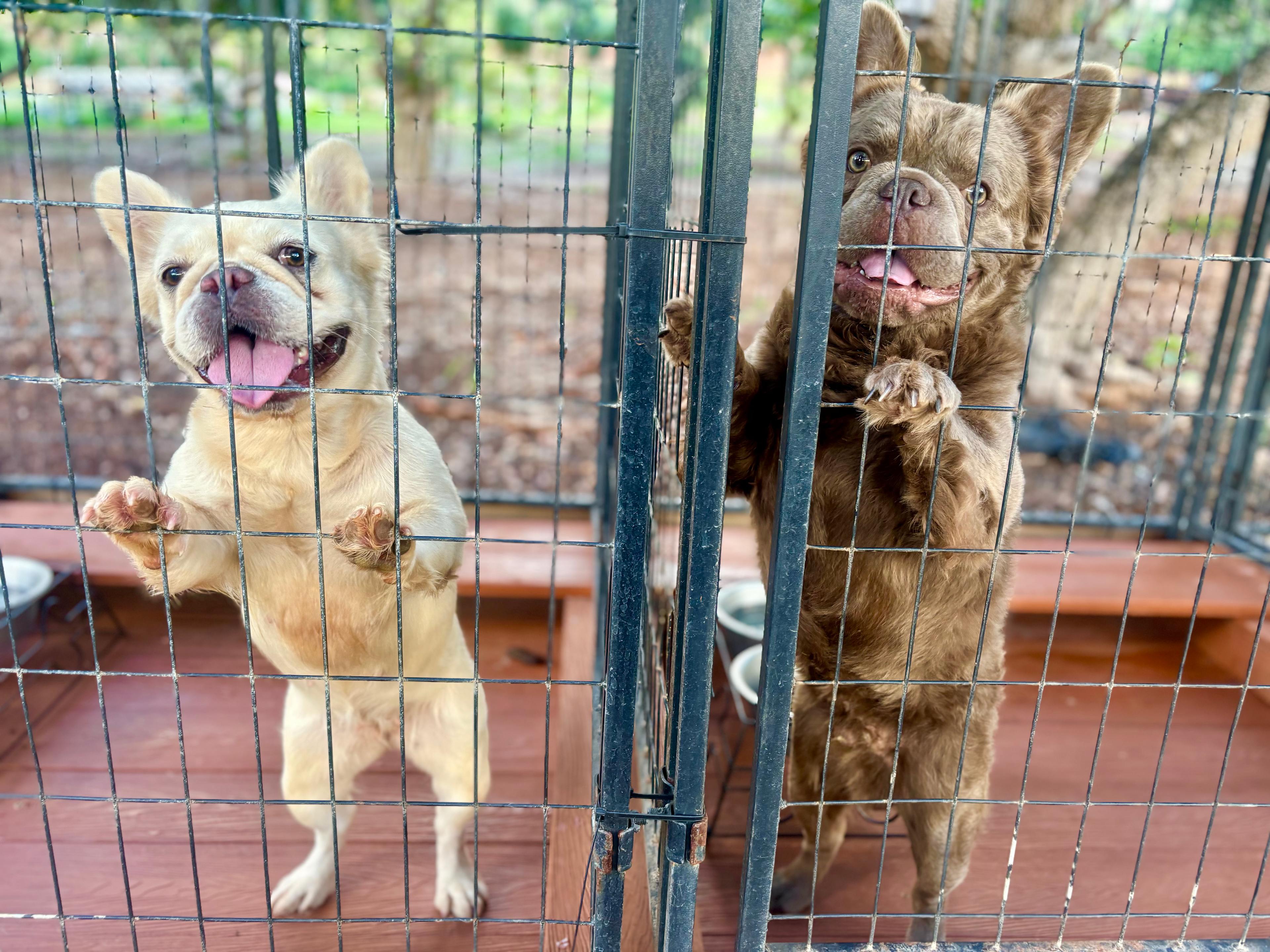 Charming Kahuku camp