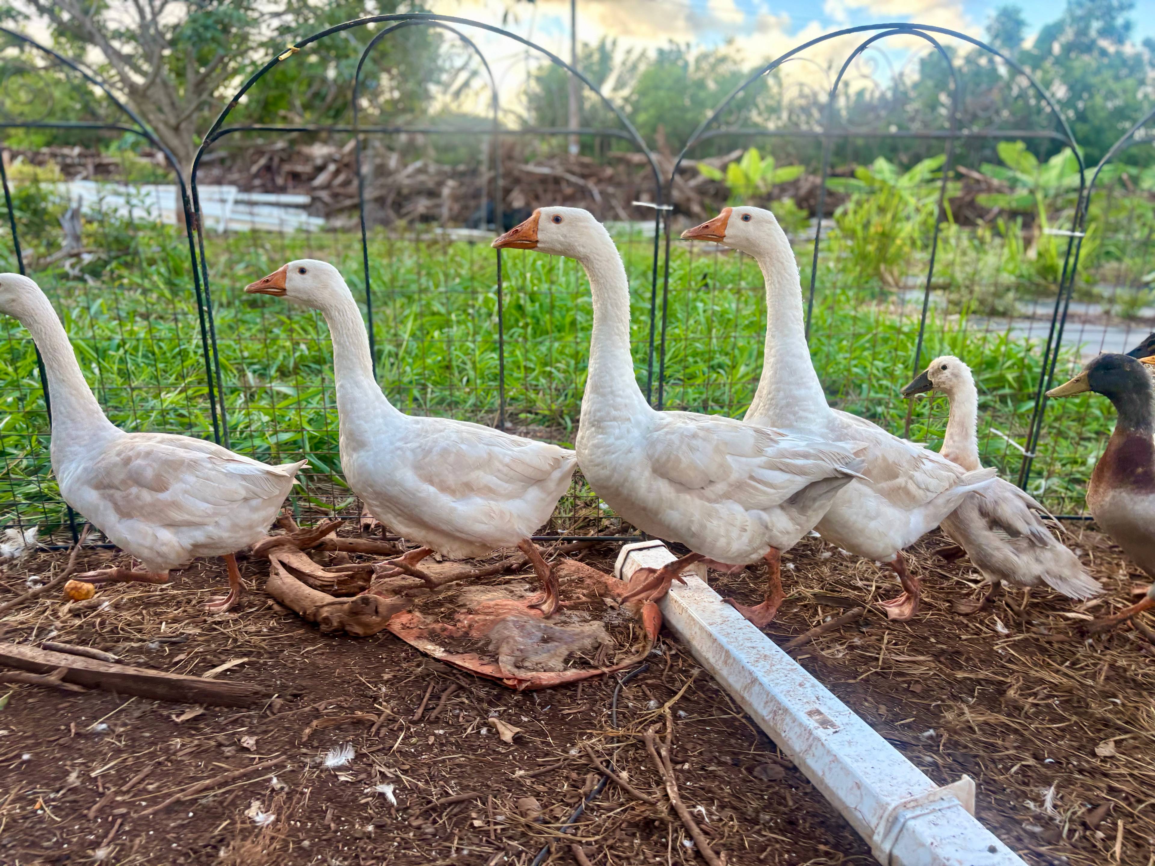 Charming Kahuku camp