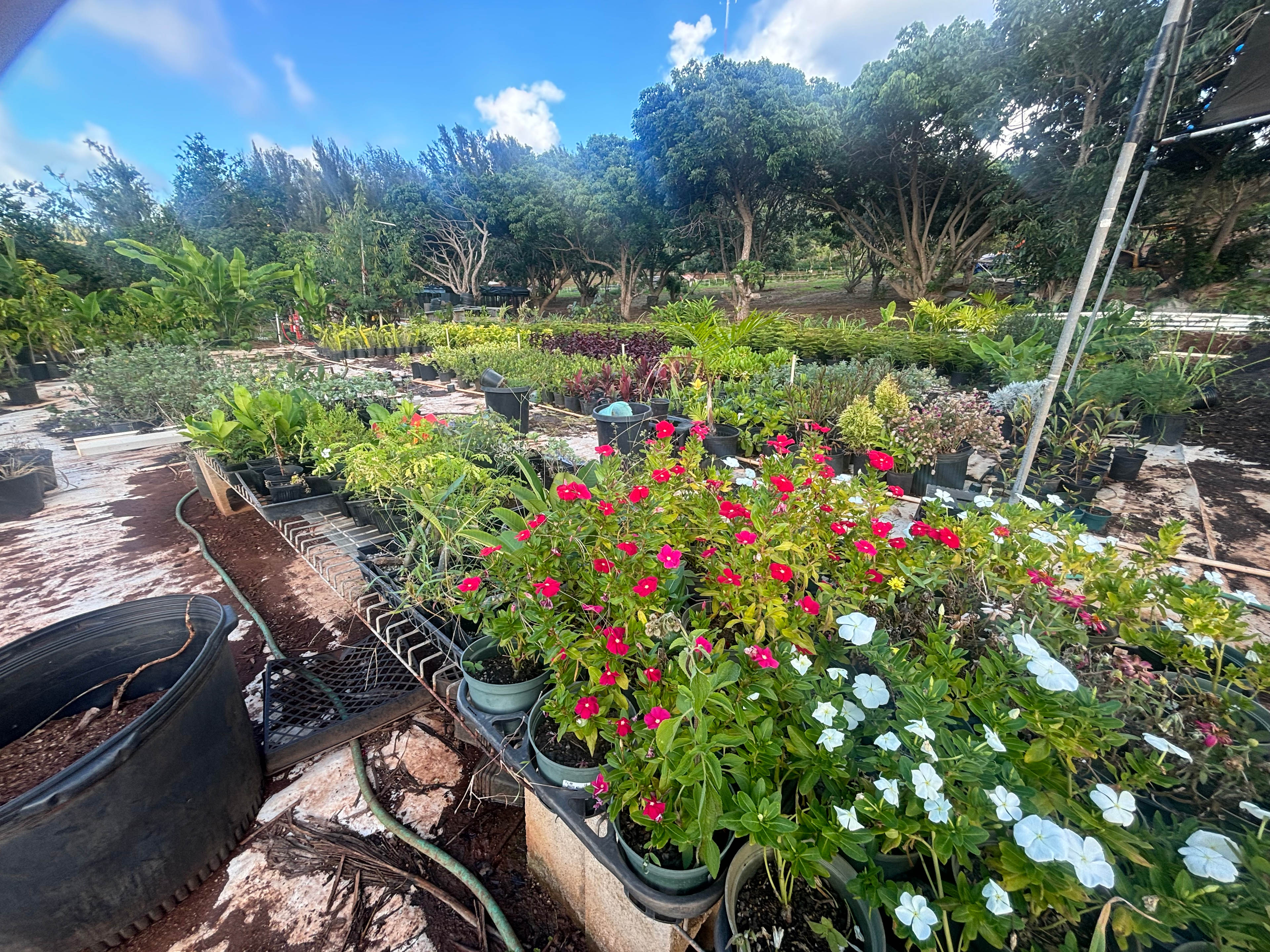 Charming Kahuku camp