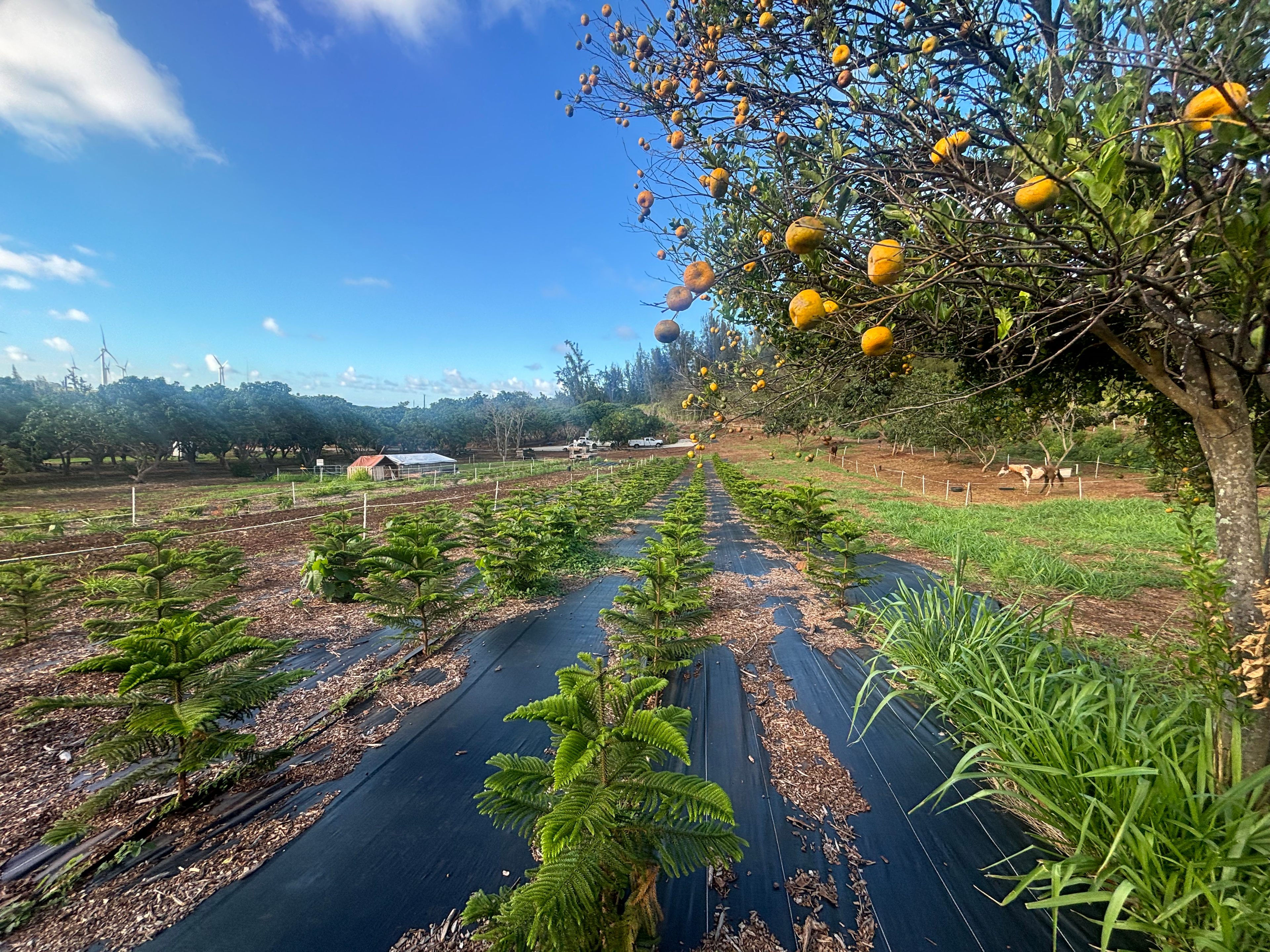 Charming Kahuku camp