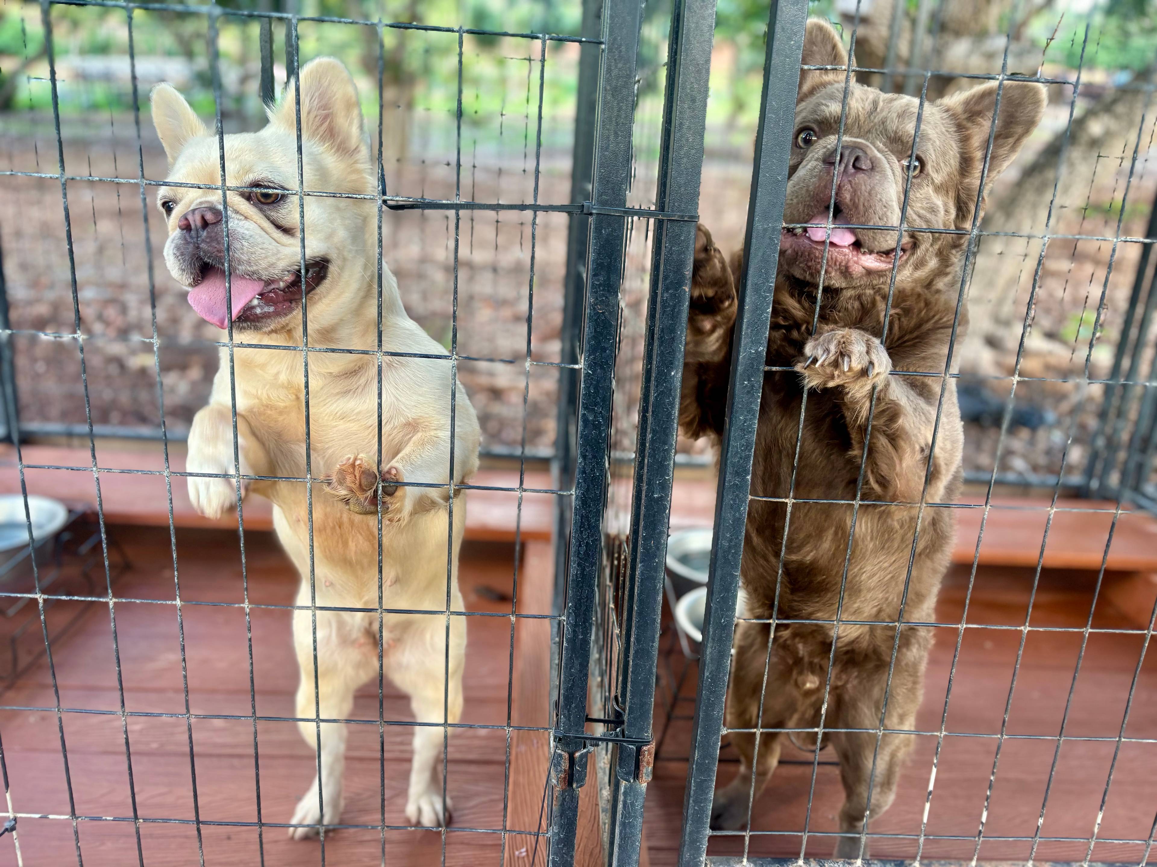 Charming Kahuku camp