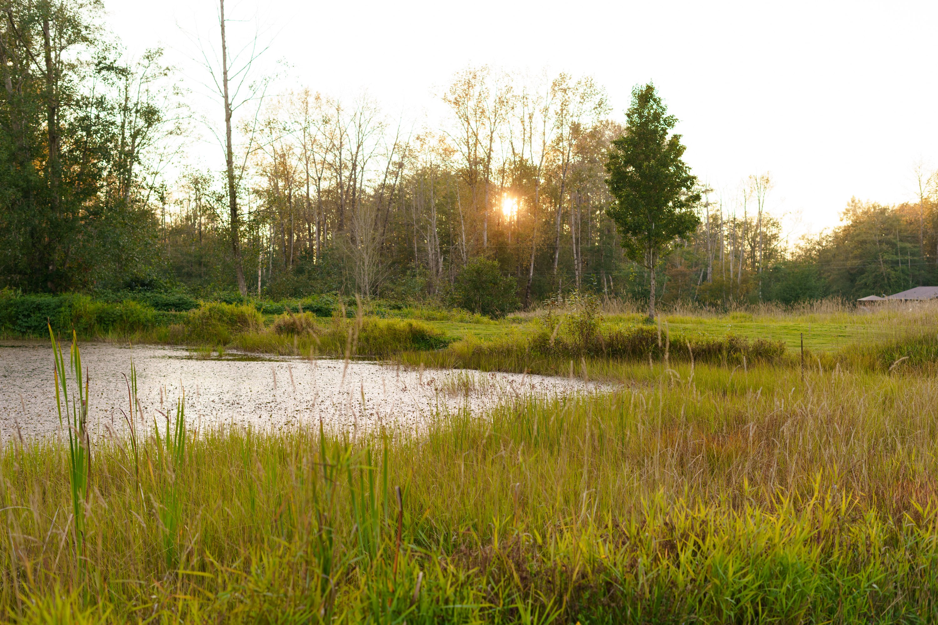 Camping by the pond was beyond peaceful.