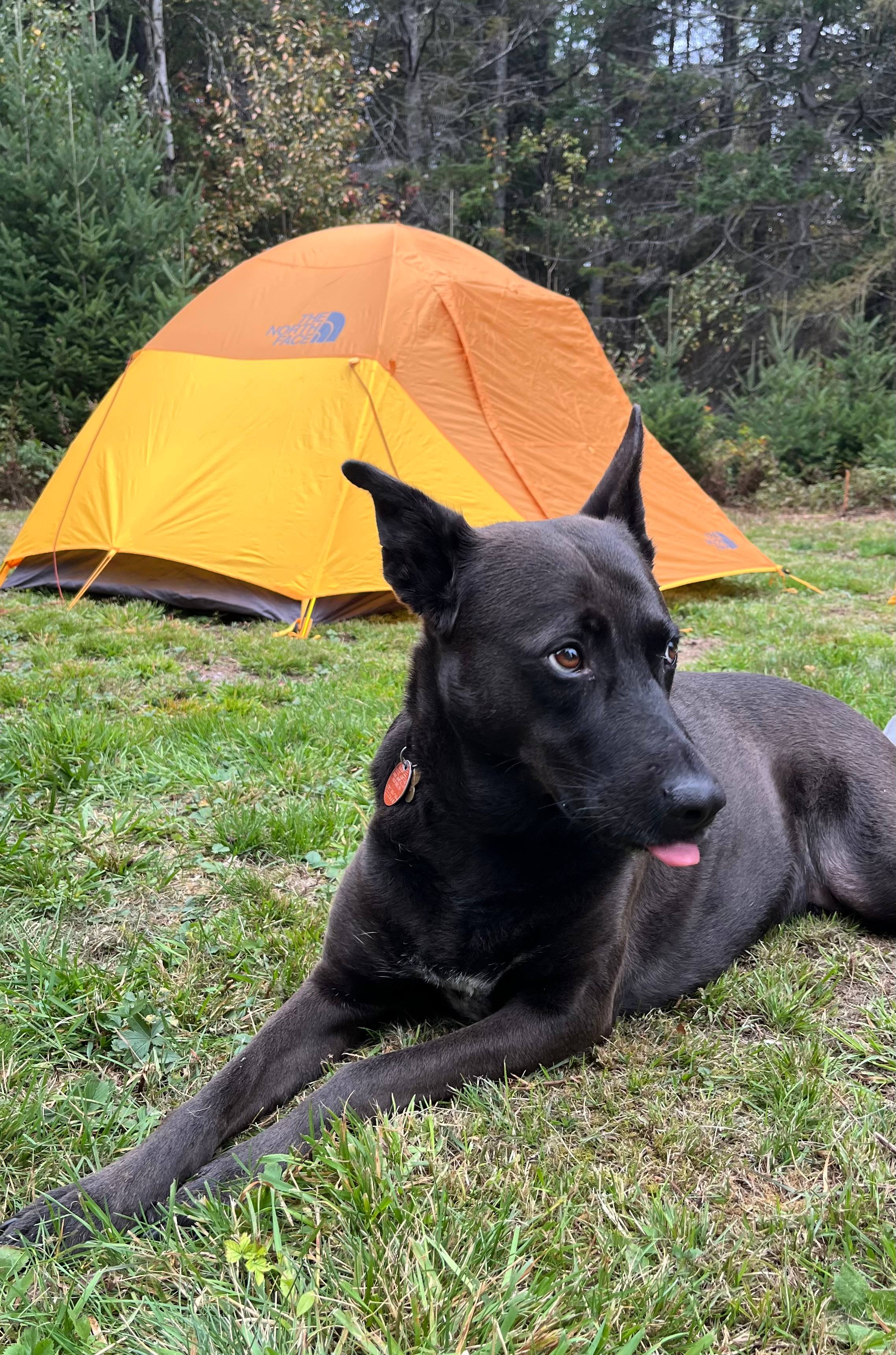 Wandering Pines Camping