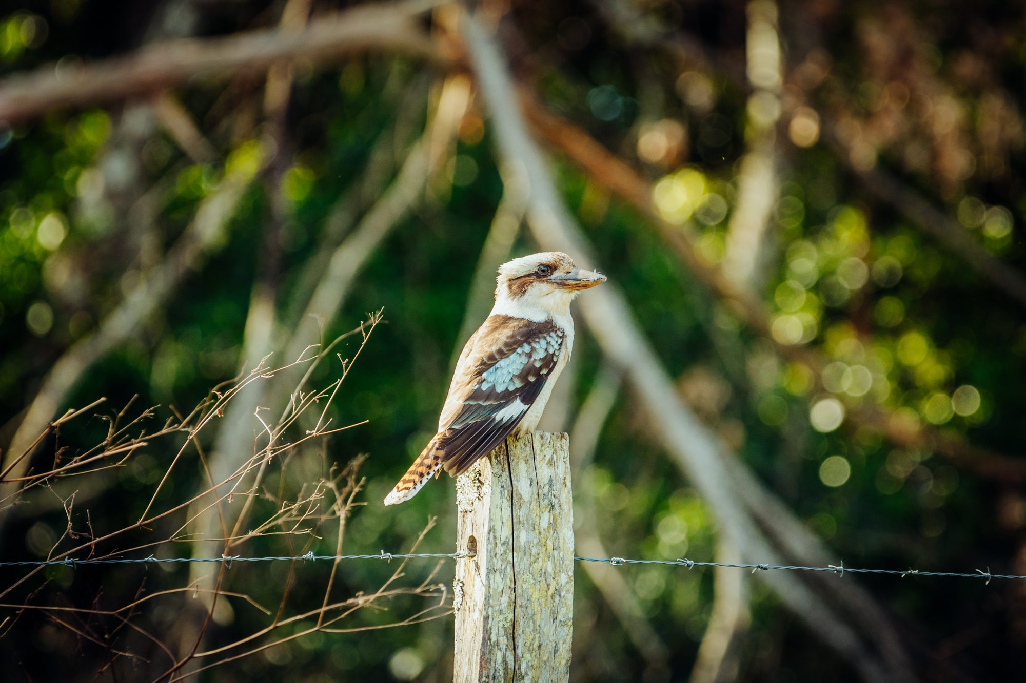 plenty of kookaburras as the site name suggests
