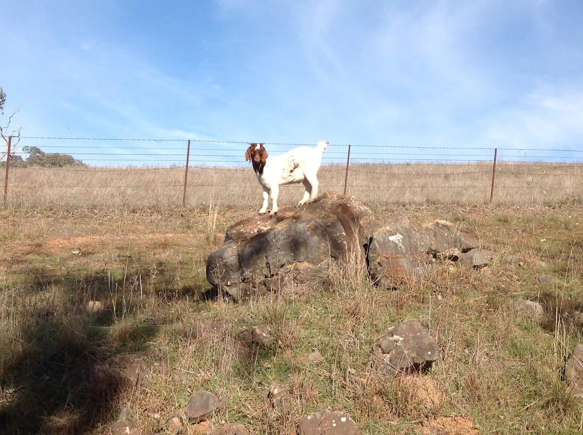 Amazing Views Pet Friendly Bed & Breakfast