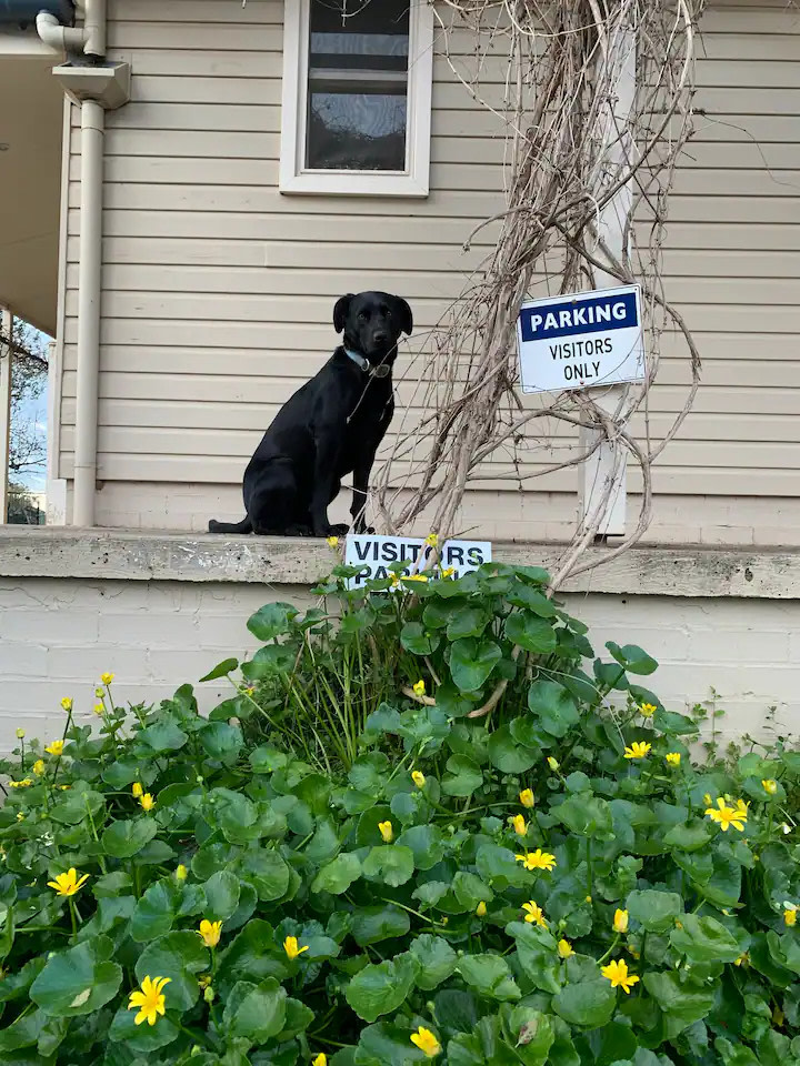 Amazing Views Pet Friendly Bed & Breakfast