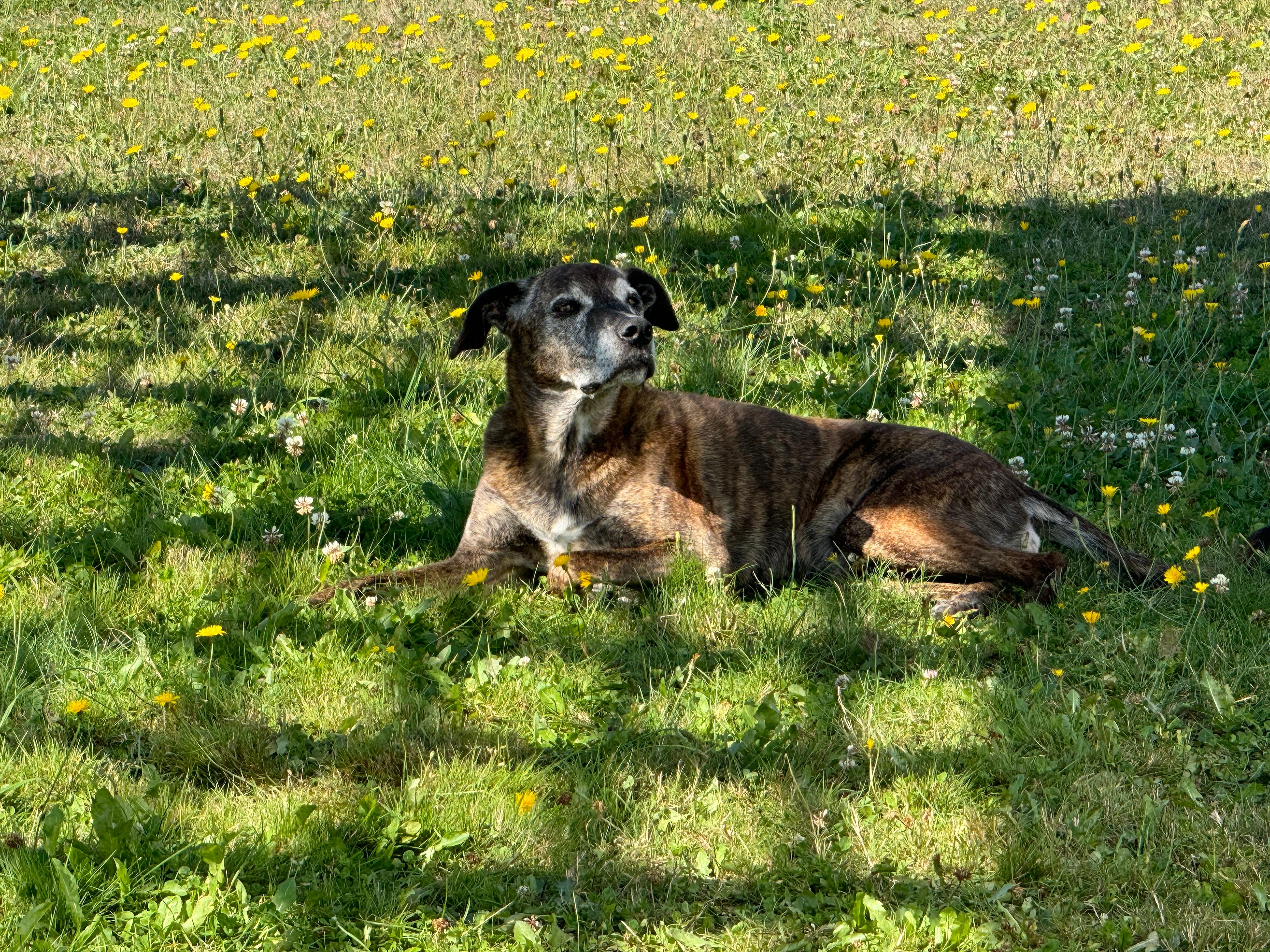 Rain Shadow Lavender Farm