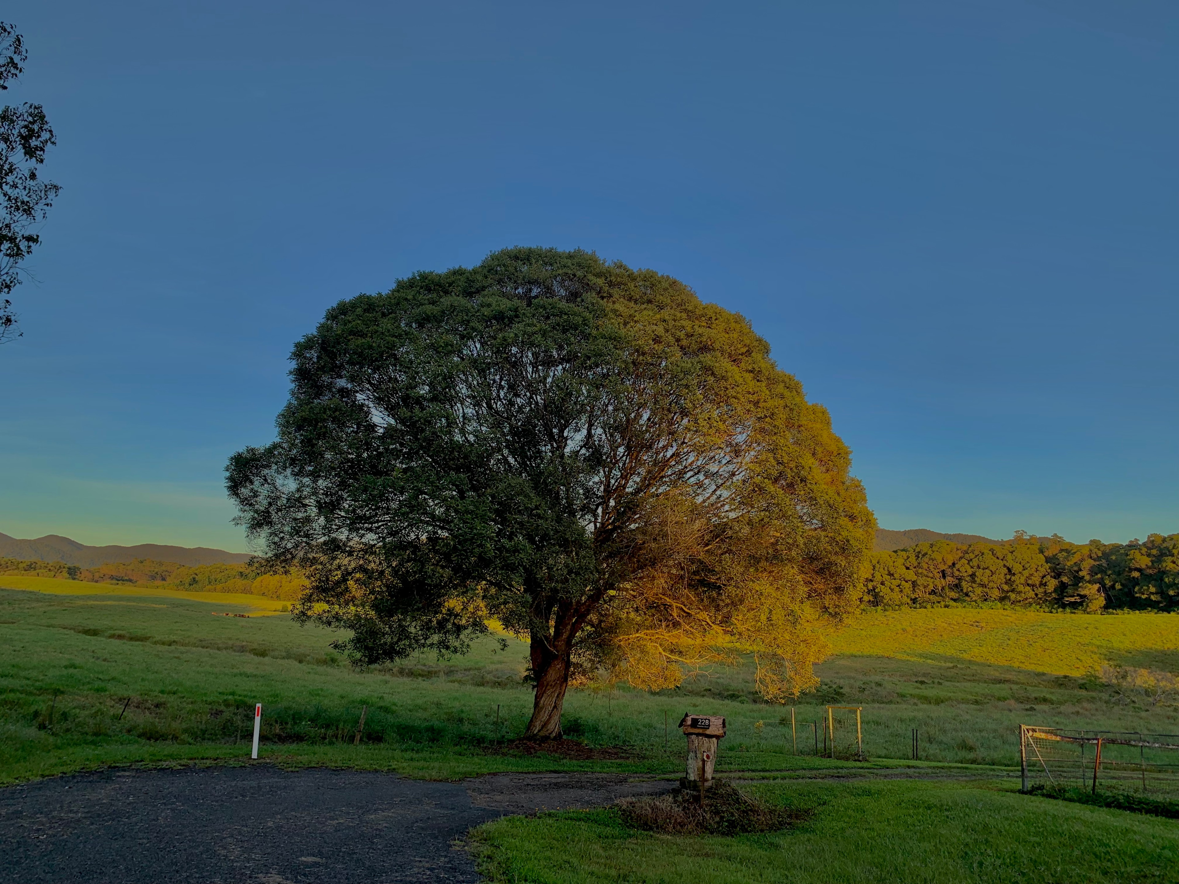 The Meadow