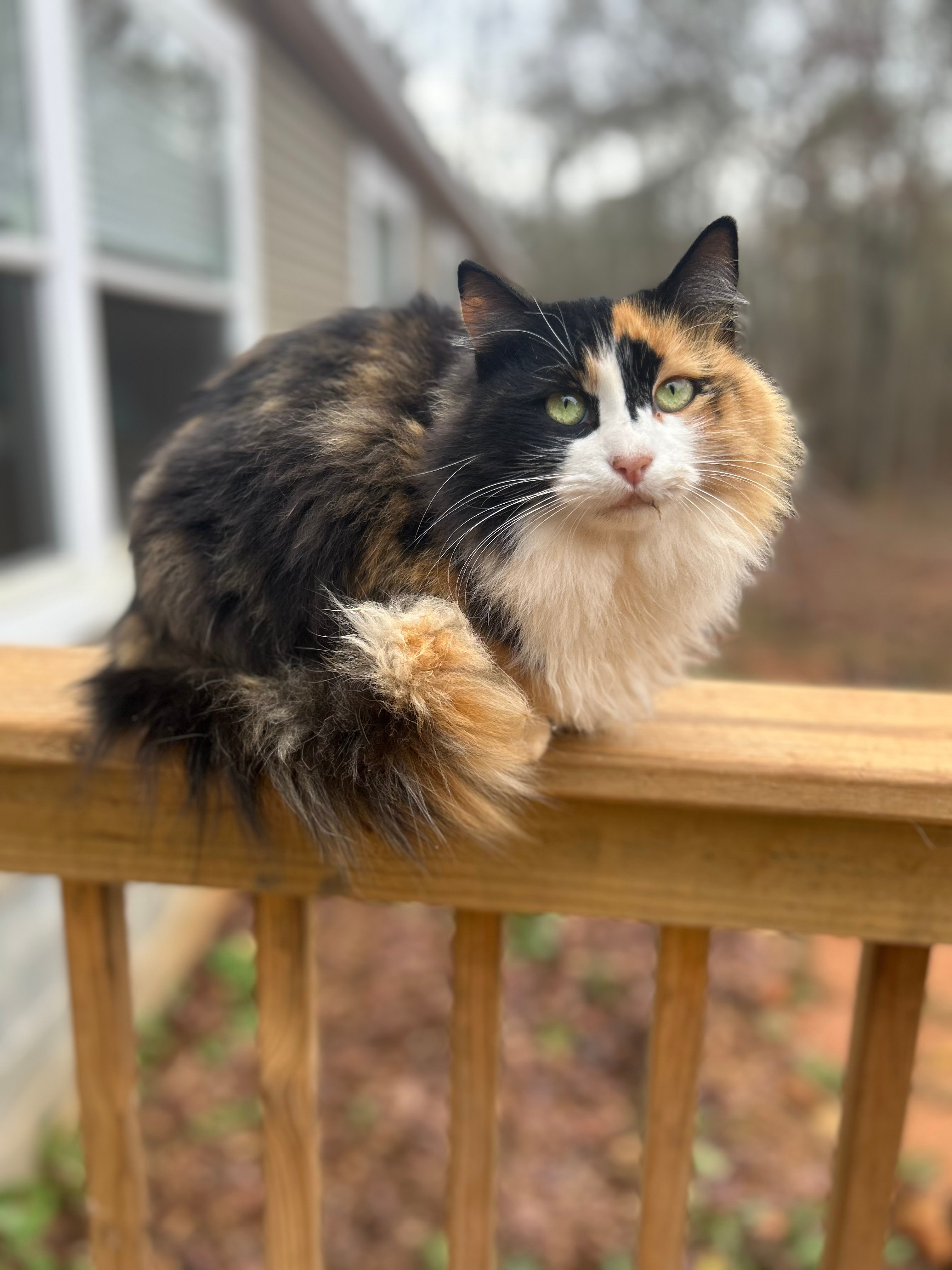 The lovely Miss Sniff 