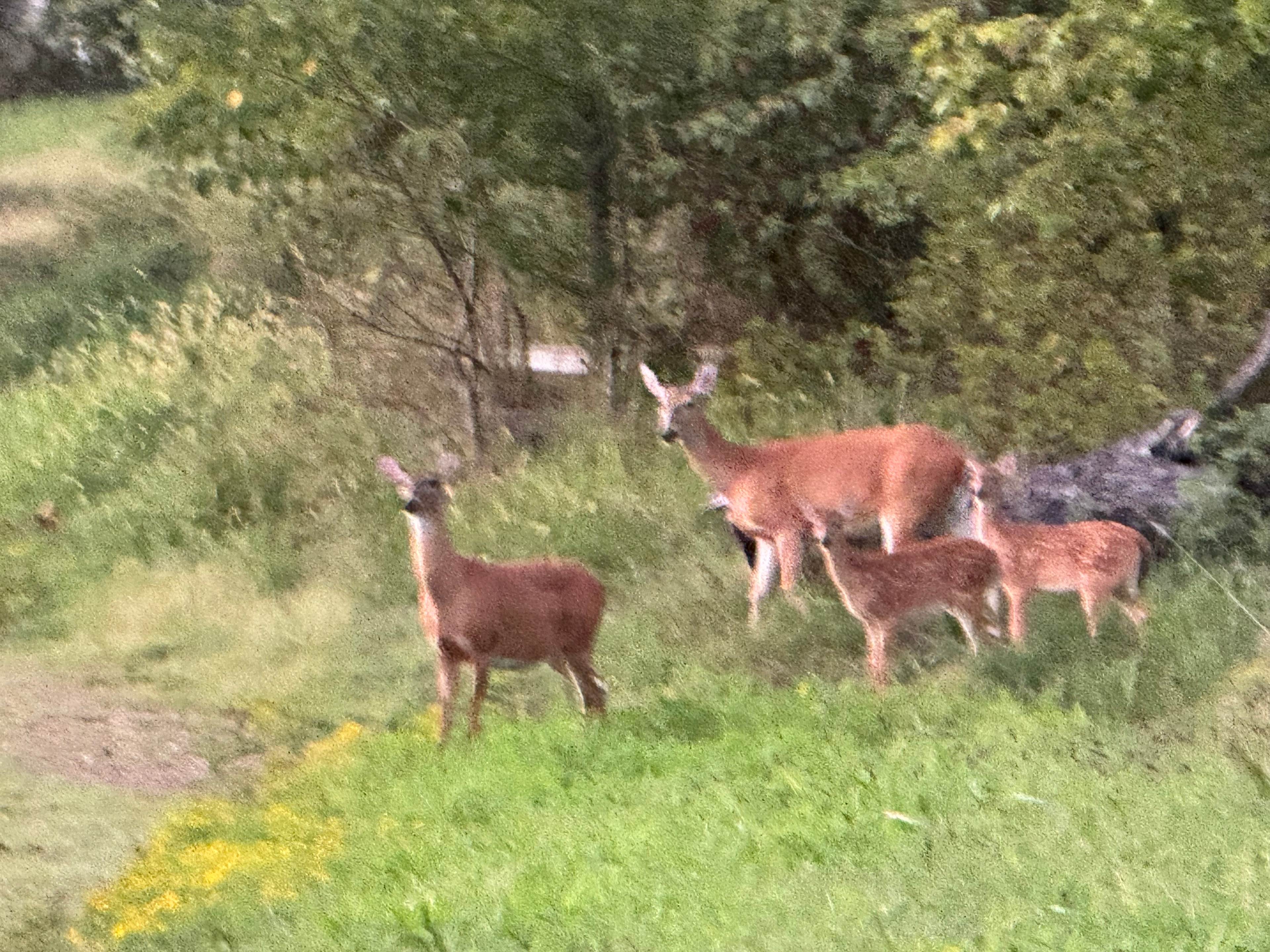 Ferguson Farms