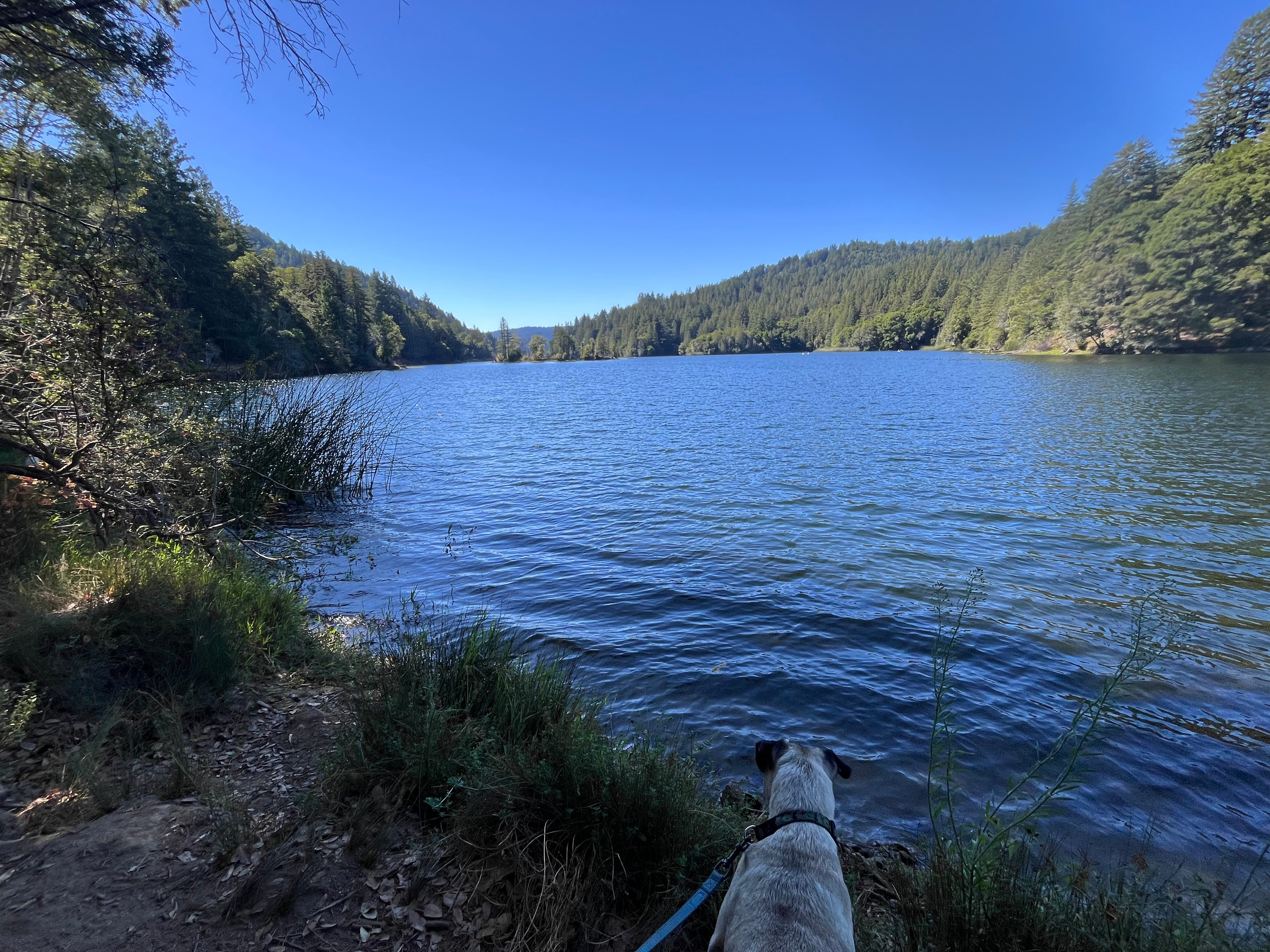 Private Sunny Redwoods Retreat