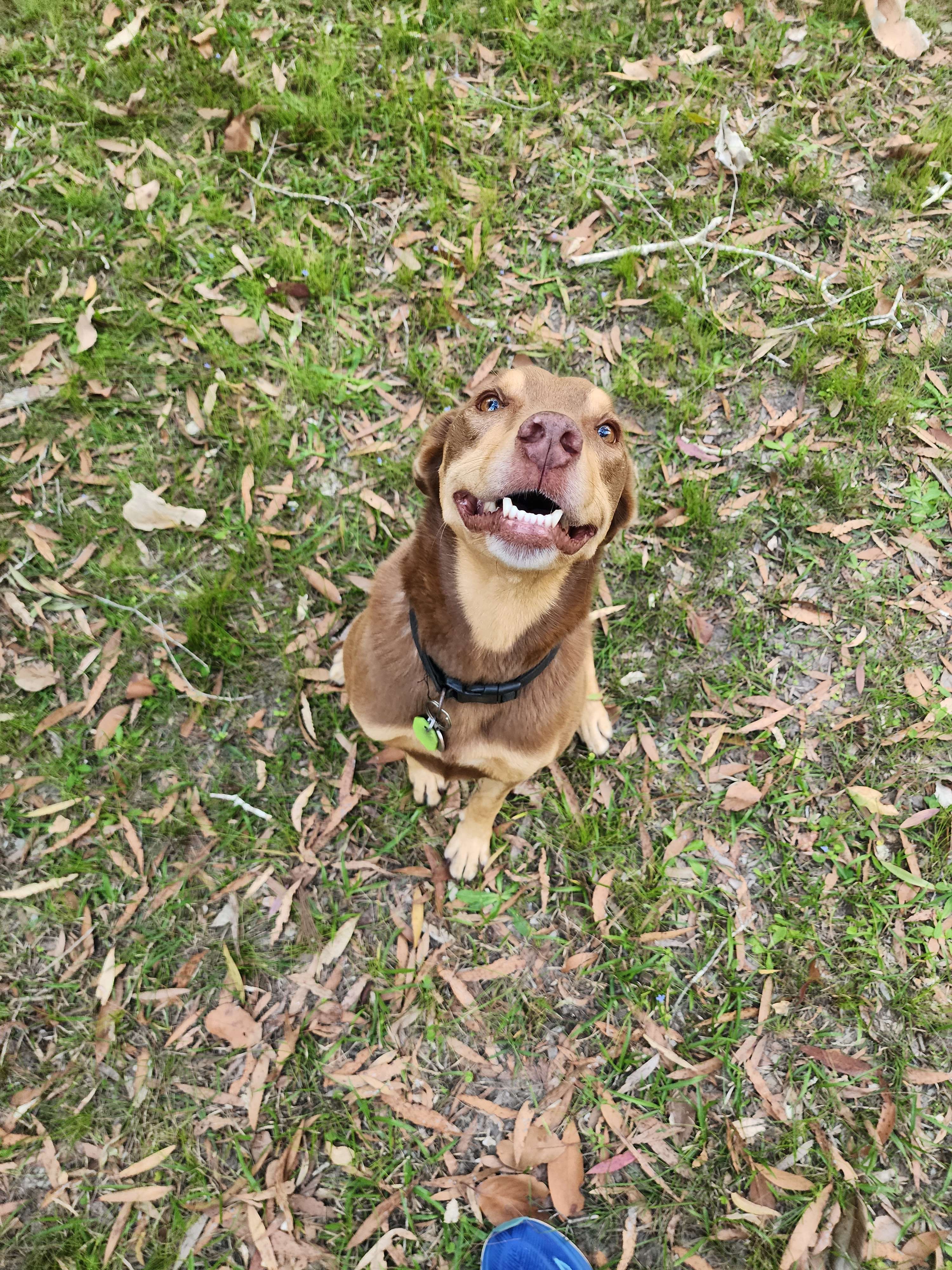 Noosa  Hinterland RV and Hip Camp